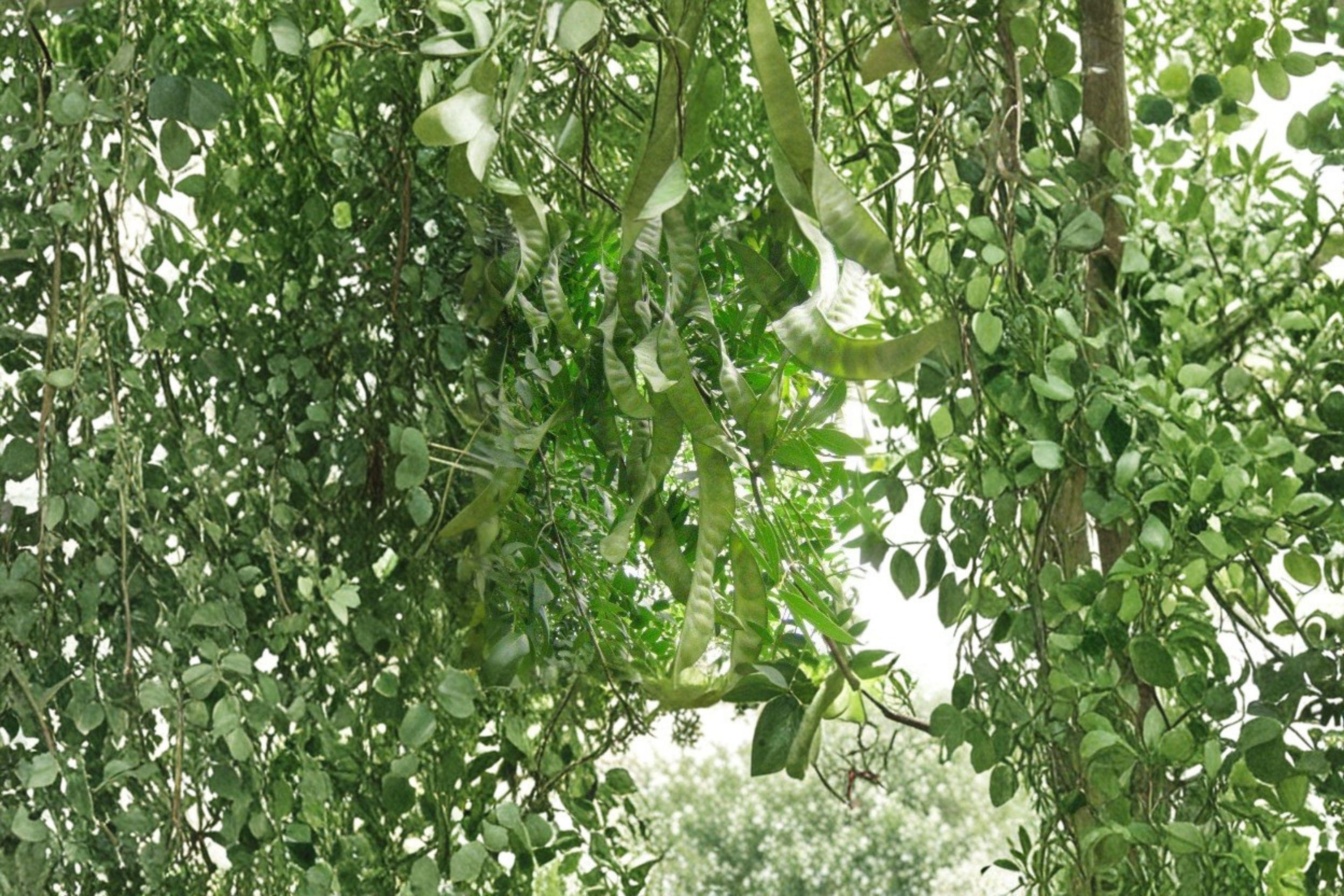 Chinese Honeylocust – Gleditsia sinensis 10 Seeds | Fast-Growing Ornamental Tree | Medicinal & Cultural Plant | Drought Tolerant
