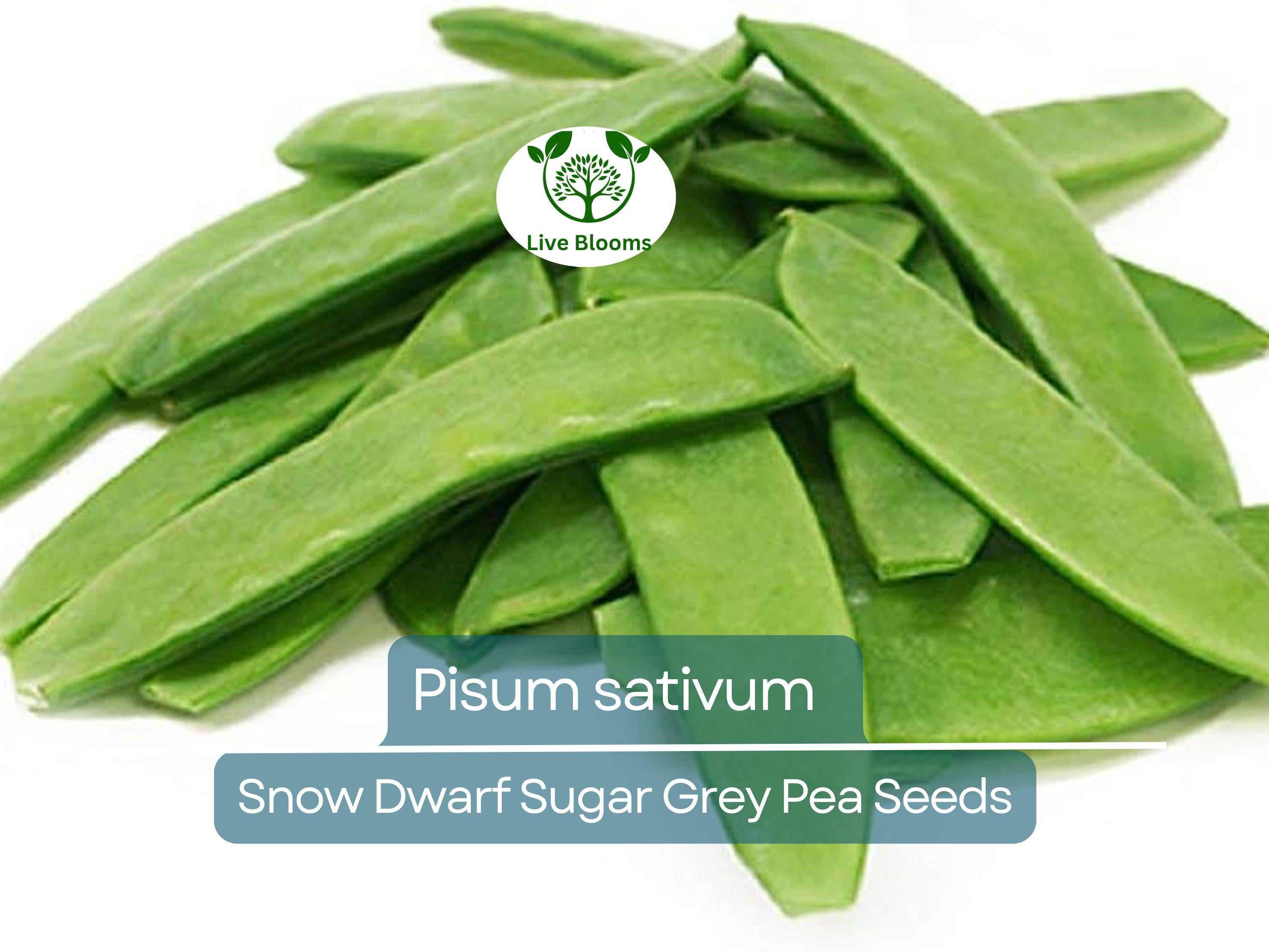 40 Seeds Pea Snow Dwarf Sugar Grey – Pisum sativum | Heirloom Snow Pea Seeds for Planting, Gardening & Crisp Sweet Harvests