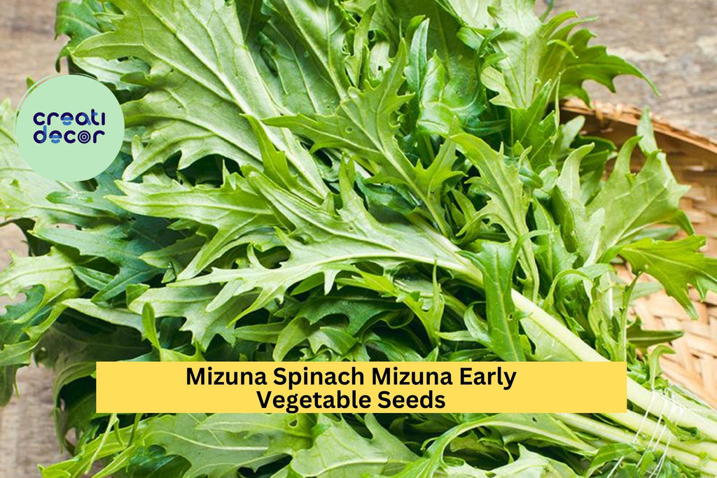3pcs of 500mg Mizuna Early Spinach Seeds – Fast-Growing Mild Greens, Ideal for Salads, Stir-Fry, and Cool Season Planting Seeds for Planting