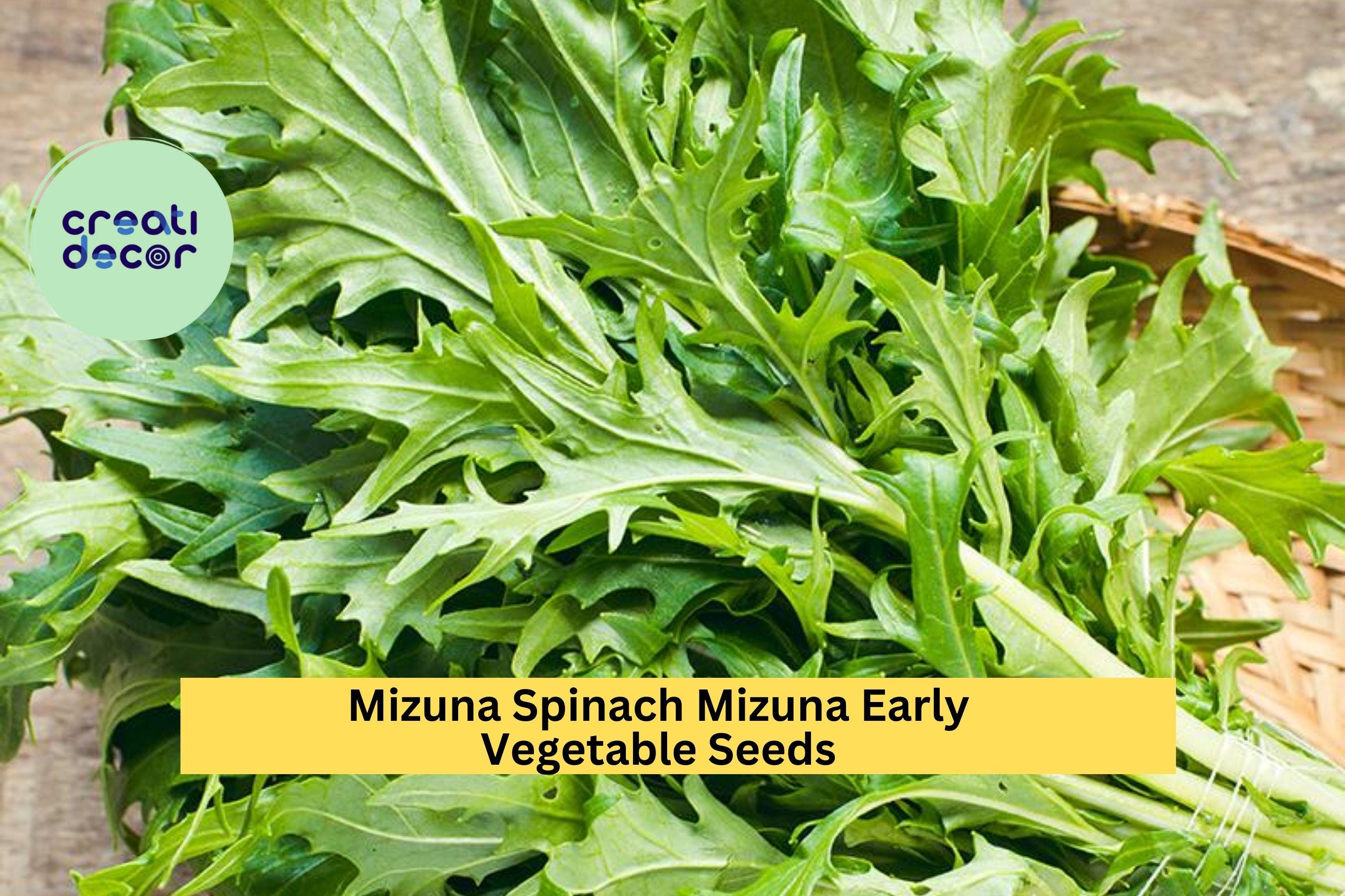 3pcs of 500mg Mizuna Early Spinach Seeds – Fast-Growing Mild Greens, Ideal for Salads, Stir-Fry, and Cool Season Planting Seeds for Planting