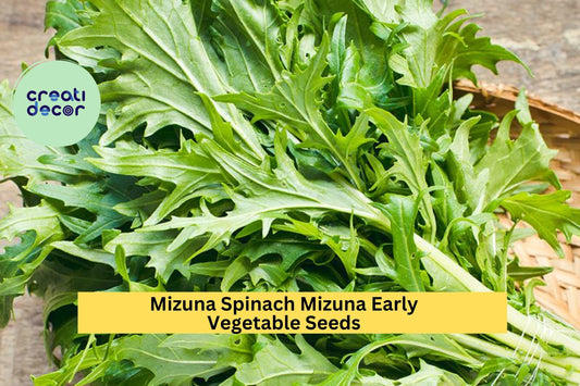 3pcs of 500mg Mizuna Early Spinach Seeds – Fast-Growing Mild Greens, Ideal for Salads, Stir-Fry, and Cool Season Planting Seeds for Planting