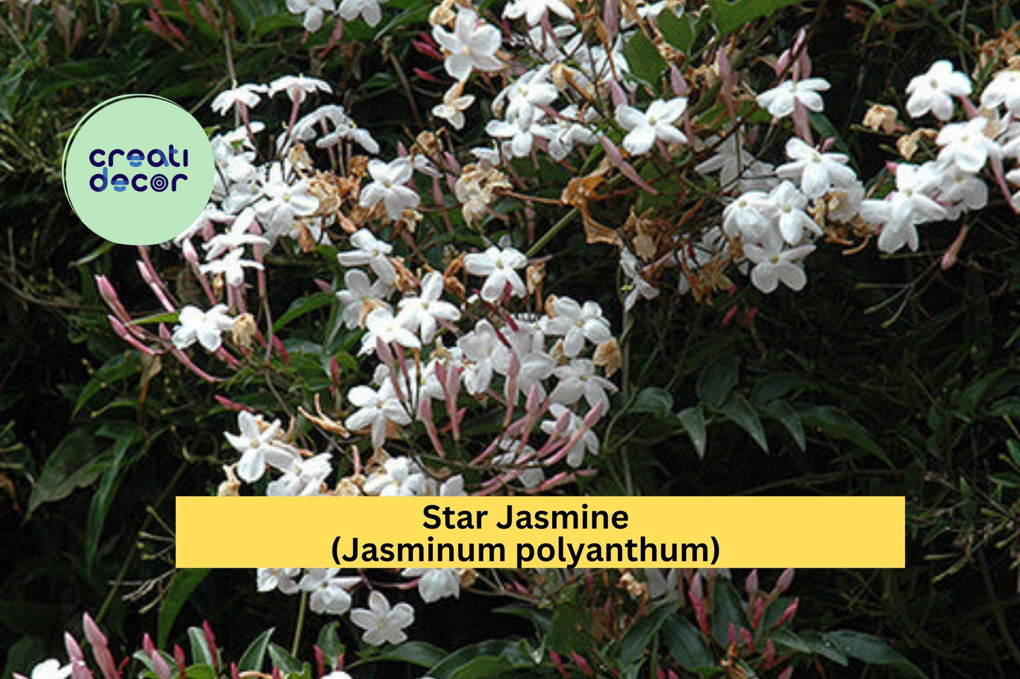 Star Jasmine (Jasminum polyanthum) Live Plant – Well-Rooted Starter Vine – Fragrant Flowering Climber for Garden or Patio