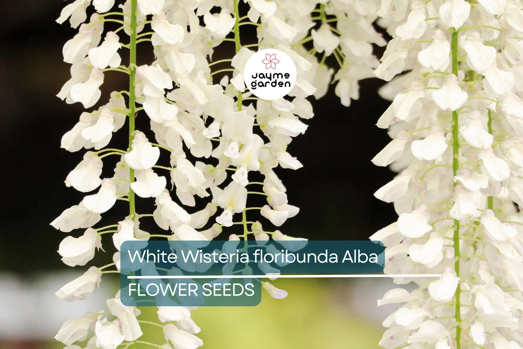 5 White Wisteria floribunda Alba Seeds – Hardy Climbing Vine, Fragrant White Flowers, Rare for Garden