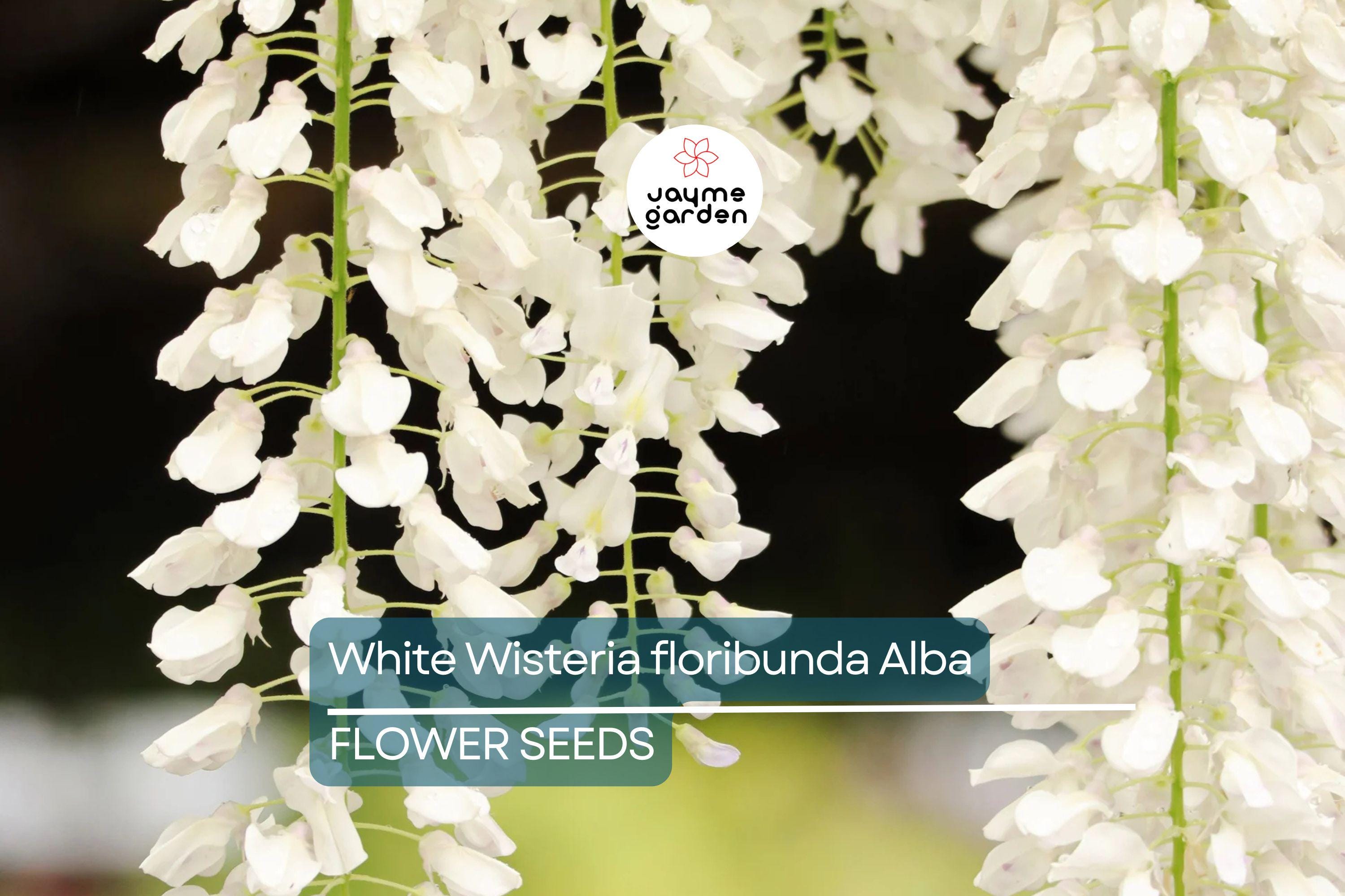 5 White Wisteria floribunda Alba Seeds – Hardy Climbing Vine, Fragrant White Flowers, Rare for Garden