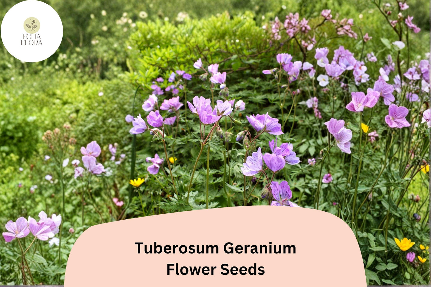 25+ Tuberosum Geranium Seeds | Hardy Perennial Cranesbill | Purple Blooms for Garden Borders and Rock Gardens