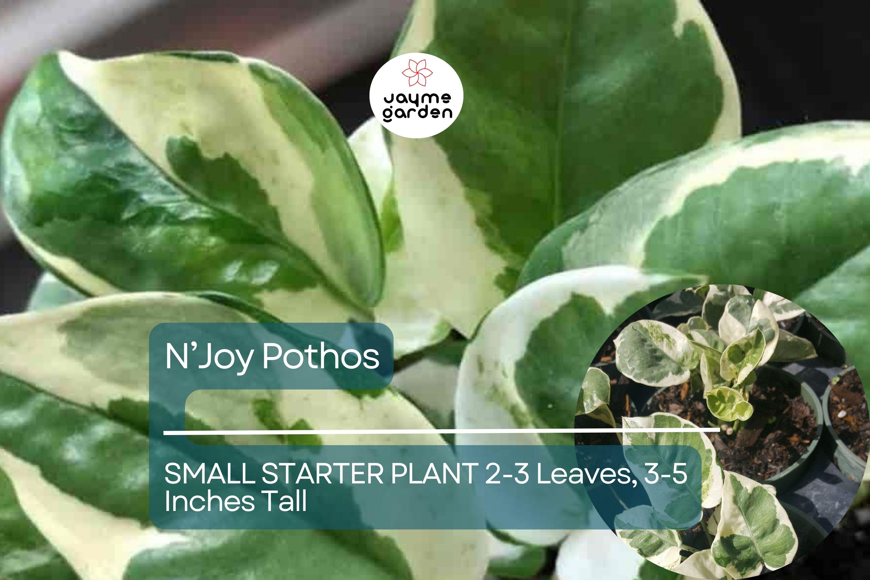 1 N’Joy Pothos Starter Plant Well-Rooted, 2-3 Leaves, 3-5 Inches Tall - Variegated Indoor Vine for Home & Office Decor