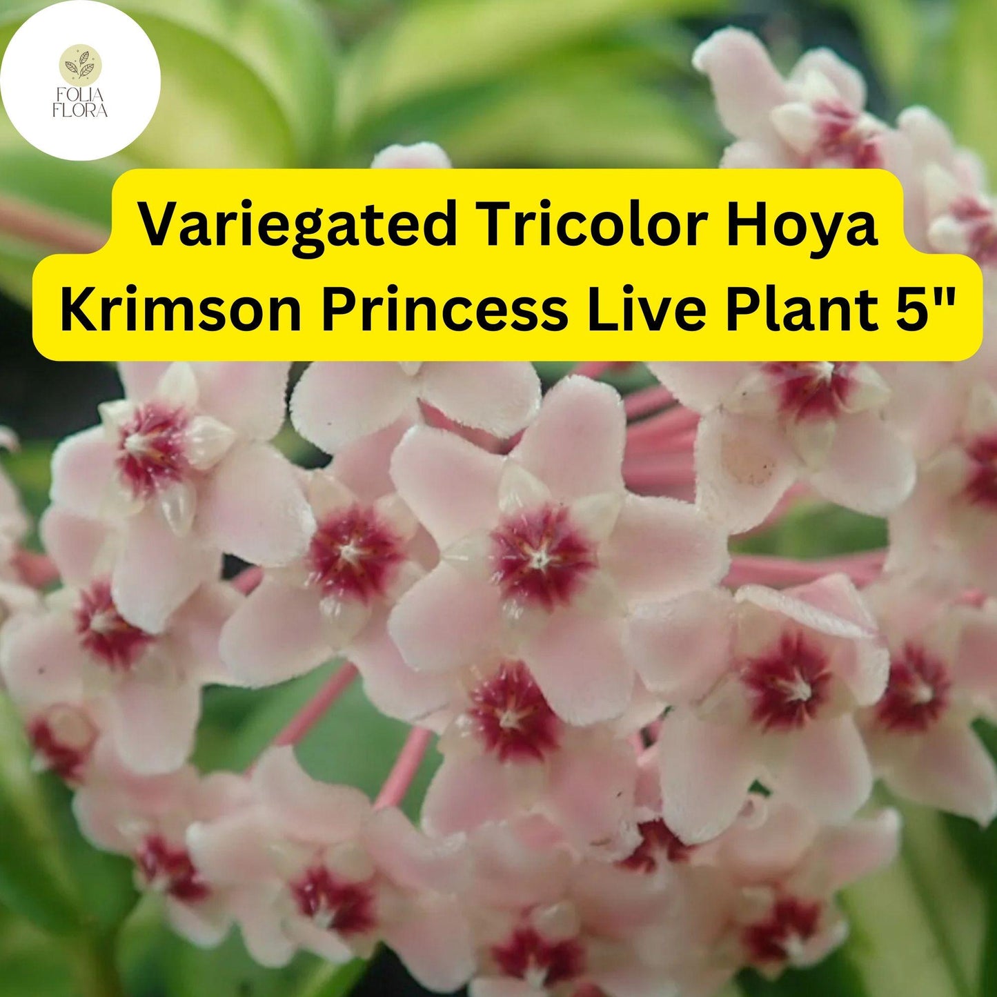 1 Hoya Carnosa ‘Krimson Princess’ – Variegated Tricolor Wax Plant – Live Plant 5" in 4” Pot