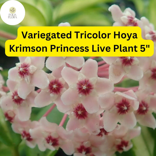 1 Hoya Carnosa ‘Krimson Princess’ – Variegated Tricolor Wax Plant – Live Plant 5" in 4” Pot