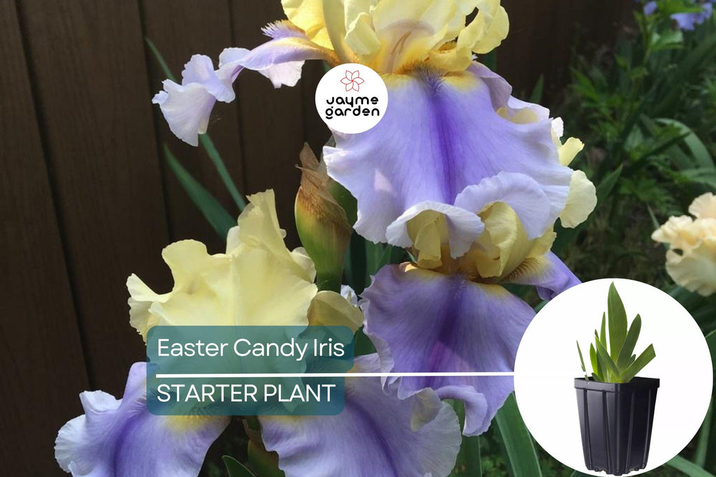 Easter Candy Iris Plant – Quart Pot | Large Blue & Yellow Flowers | Perennial, Deer Resistant, Hardy Zones 3-10 | 37" Tall