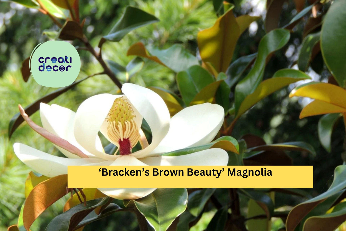 Bracken’s Brown Beauty Magnolia | Magnolia grandiflora | Live 20–28 Inch Well Rooted Tree