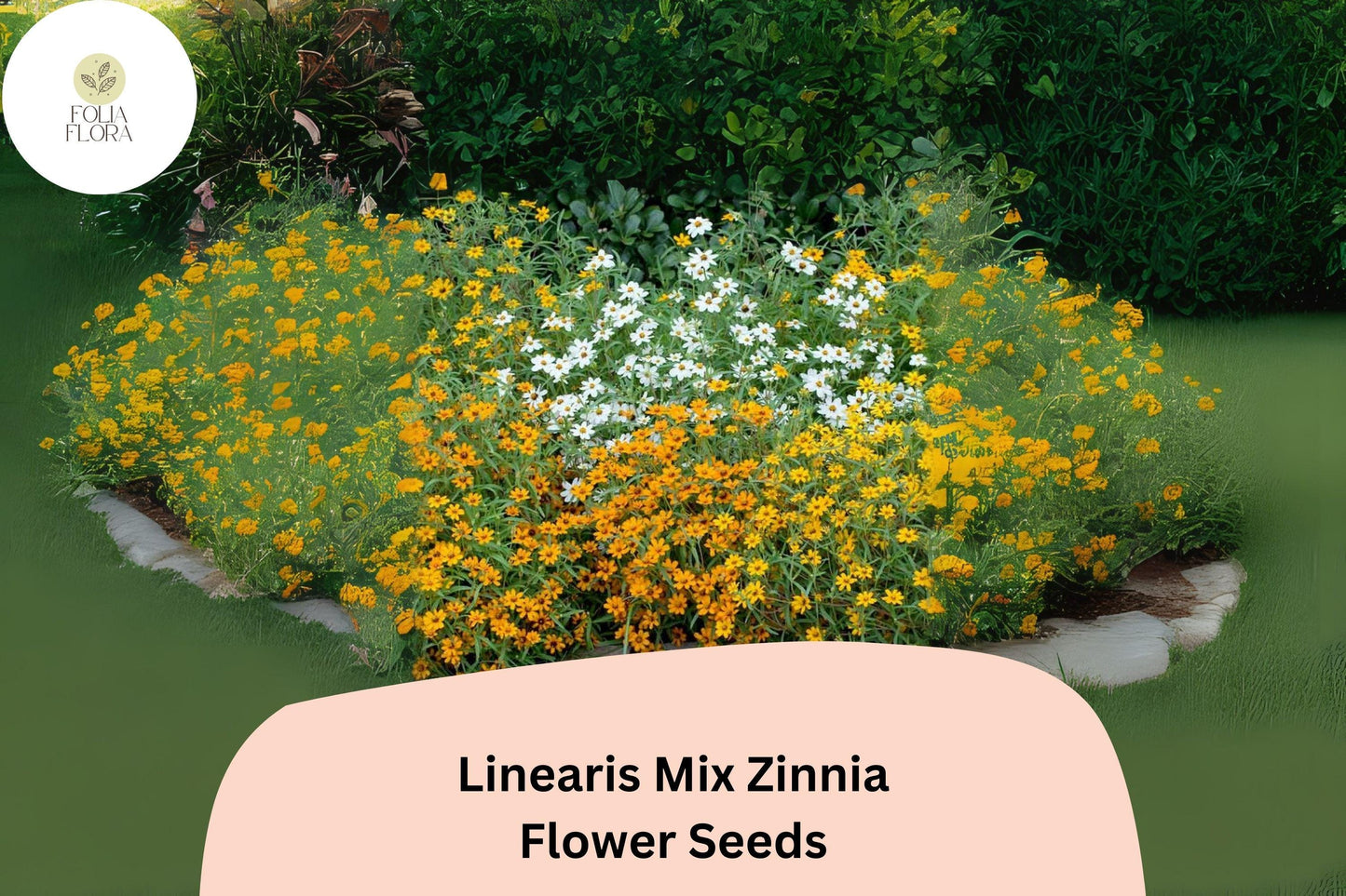 100+ Linearis Mix Zinnia Seeds – Compact Dwarf Blooms for Borders, Edging & Summer Gardens