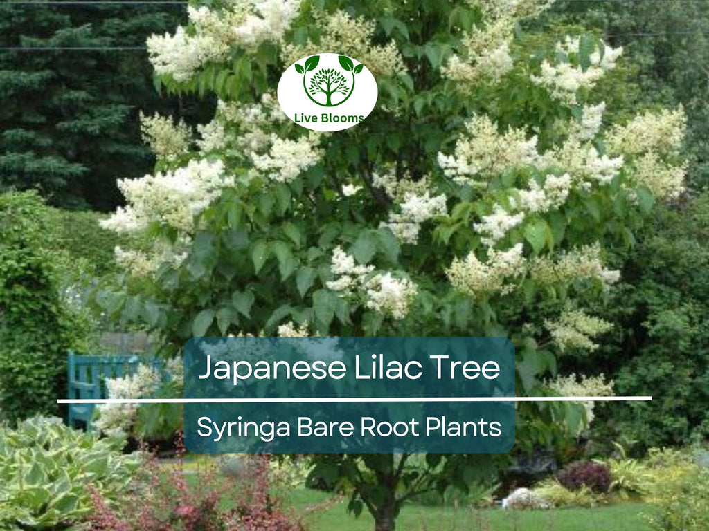 1 Japanese Lilac Tree – Live Bare Root Plant – Syringa reticulata – Fragrant White Summer Blooms – Ornamental Shade Tree
