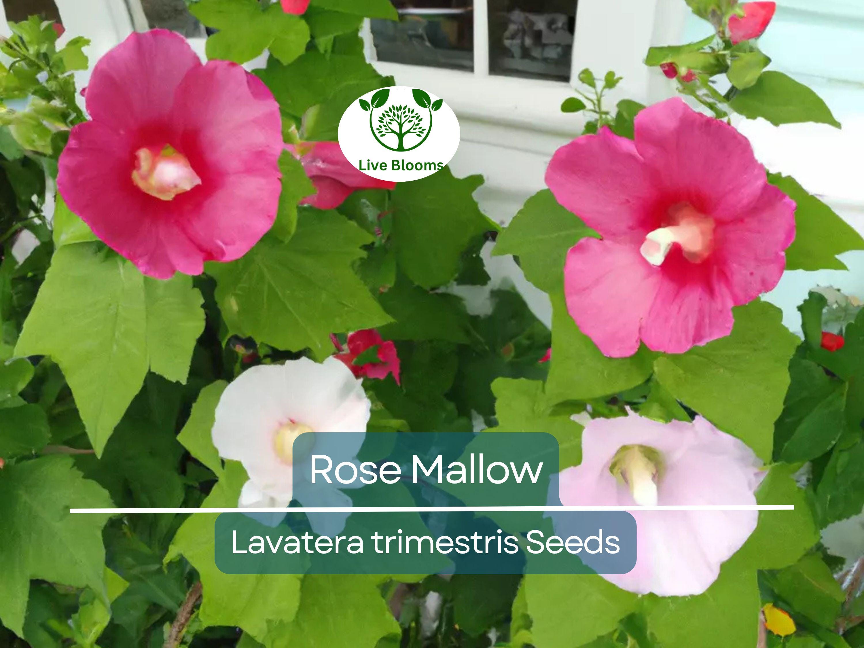 500 Rose Mallow Seed Mixed Colors - Lavatera trimestris, Bulk Flower Seeds, Vibrant Garden Blooms, Annual, Easy-to-Grow, Pollinator-Friendly