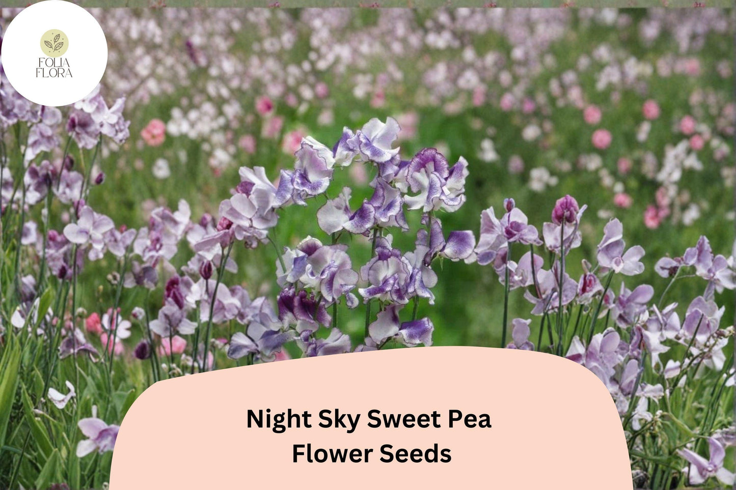 Night Sky Sweet Pea 50+ Seeds for Planting – Fragrant Climbing Flower Vine, Garden Annual