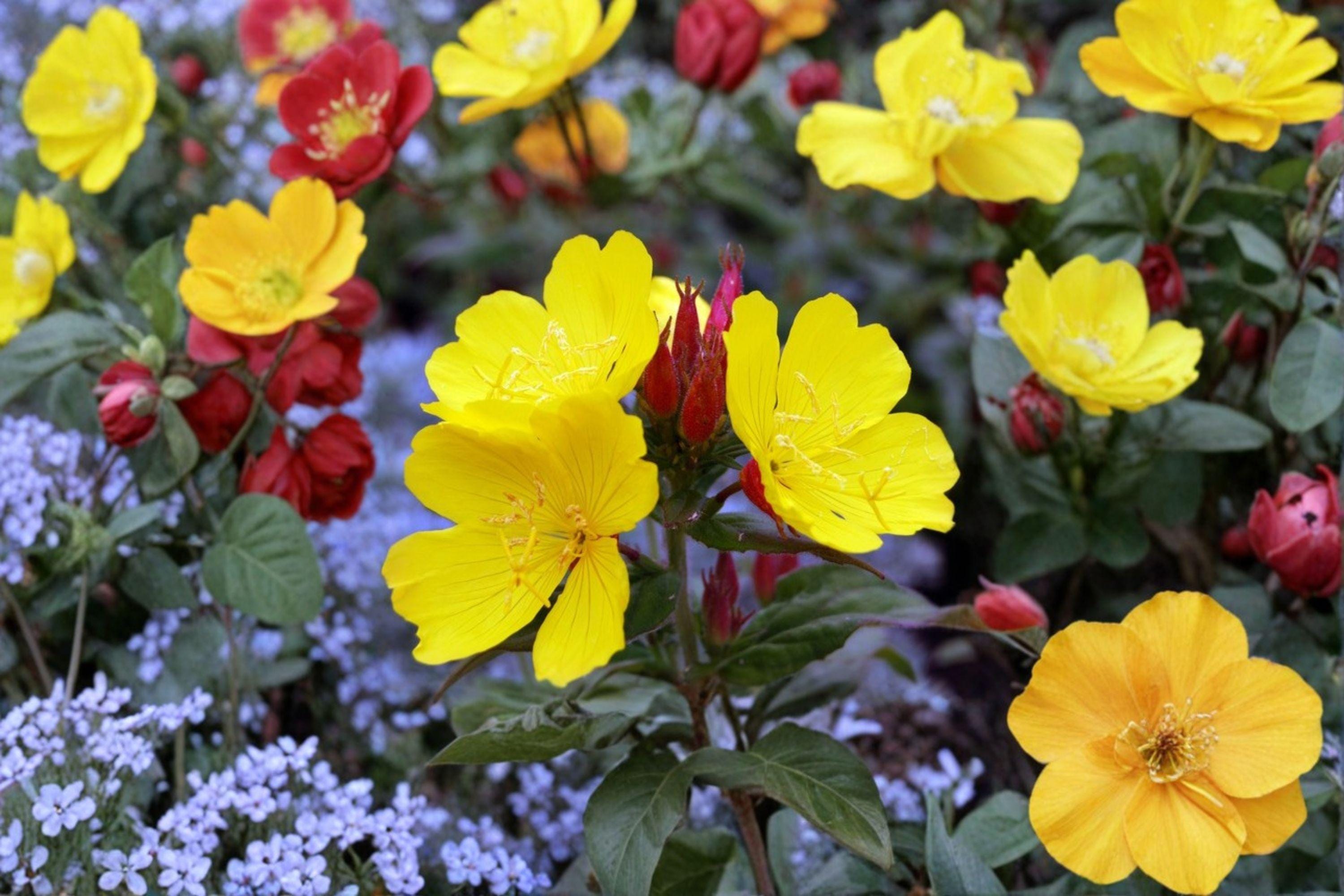 Evening Primrose – Oenothera biennis 200 Seeds | Native Wildflower | Night-Blooming Pollinator Plant | Hardy Biennial