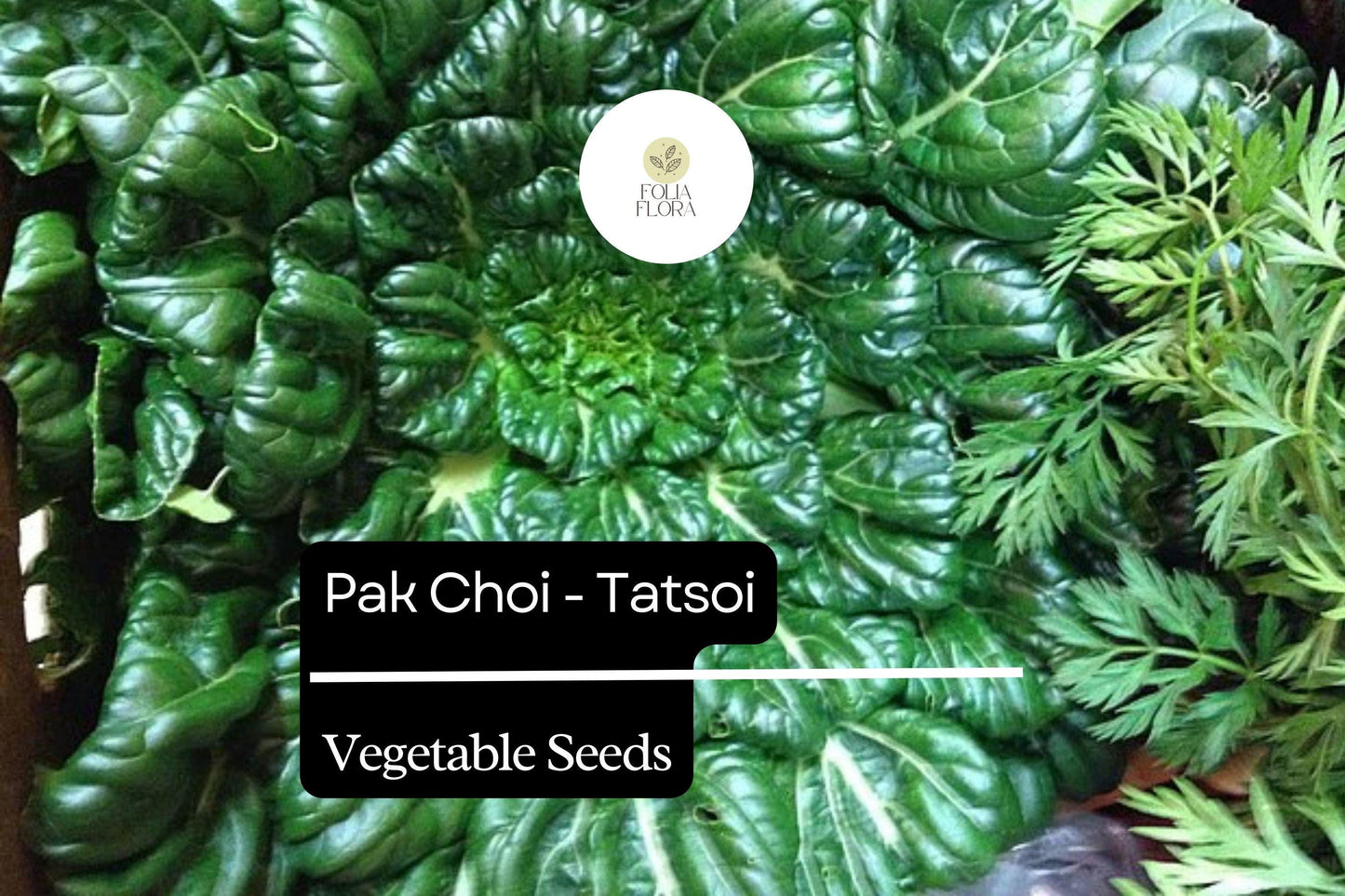 500mg Pak Choi Tatsoi Seeds Brassica rapa for Planting | Heirloom Asian Greens for Salads, Stir-Fries, and Soups