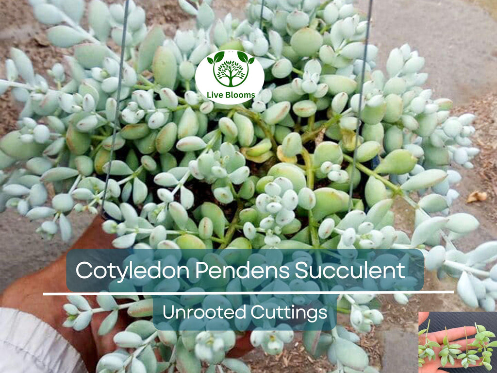 4 Unrooted Cotyledon Pendens Succulent Cuttings - 3-4 inch Long - Easy Grow, Propagation Plants