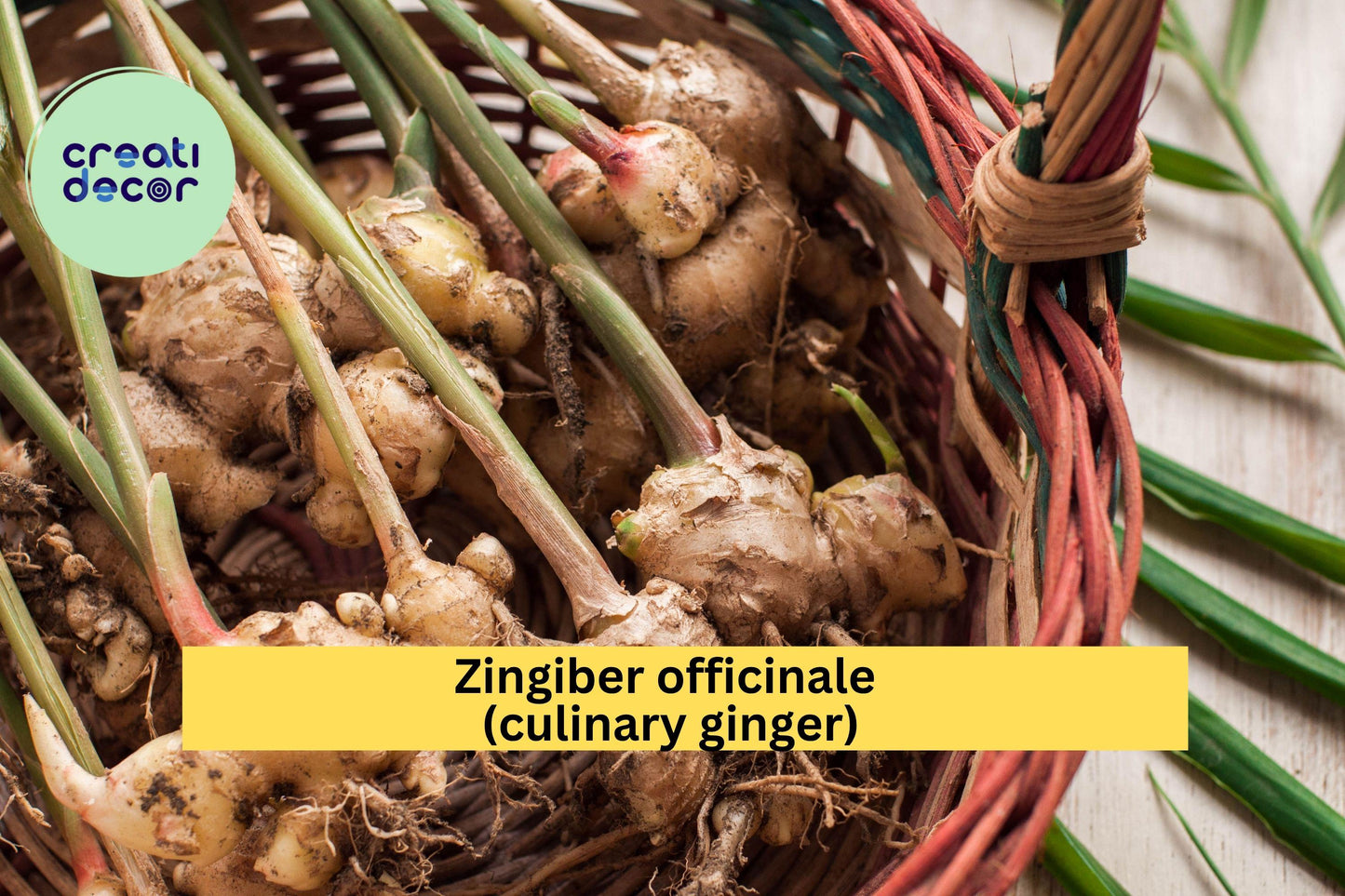 Edible Ginger Plant – Zingiber officinale – Live Rooted Culinary Herb for Planting, Fresh Kitchen Spice Garden Starter
