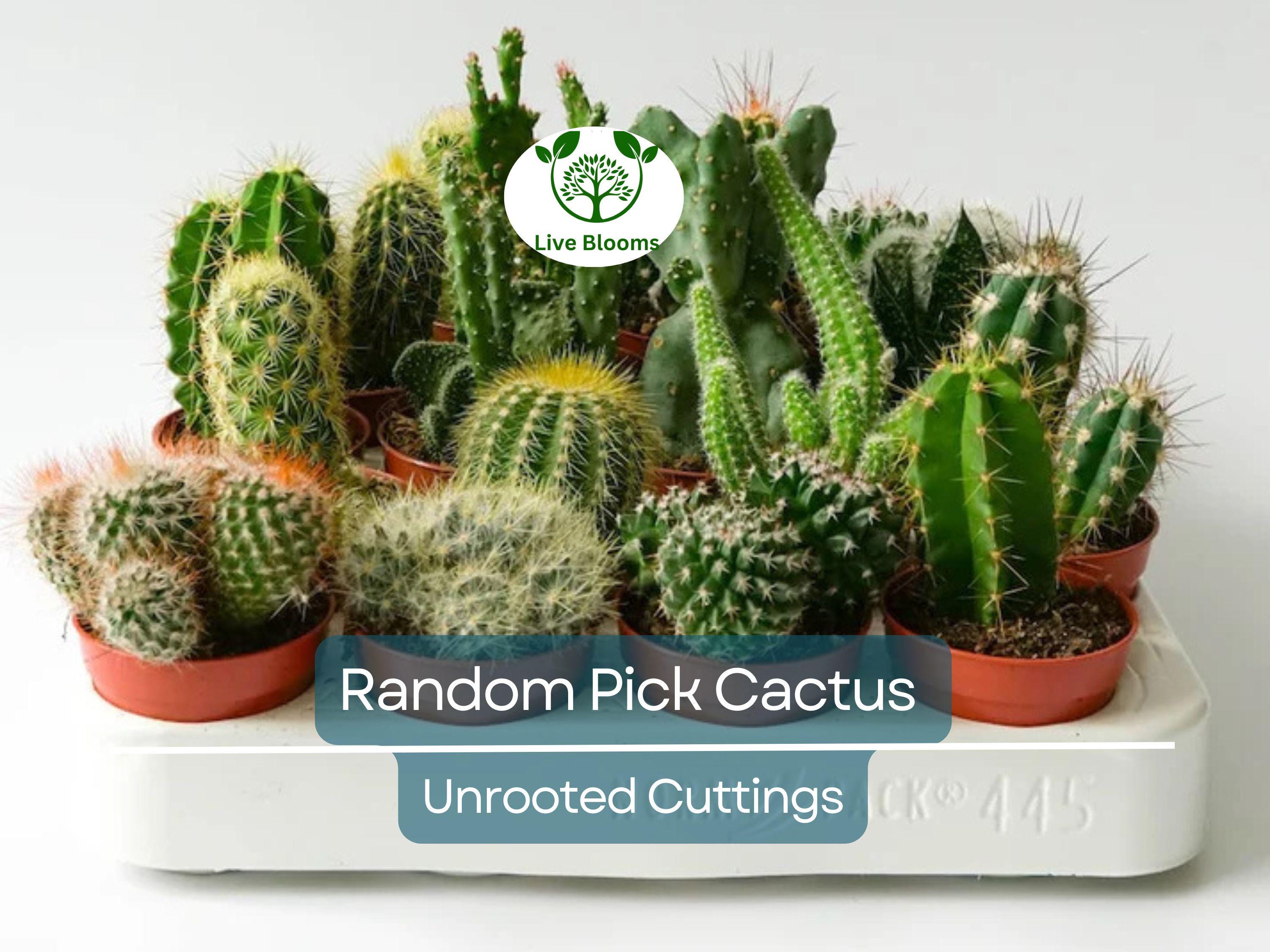 Lot of 10 Varieties Random Pick Cactus Unrooted Cuttings Bundle - Assorted Succulent Cuttings, Perfect for Propagation & Collection