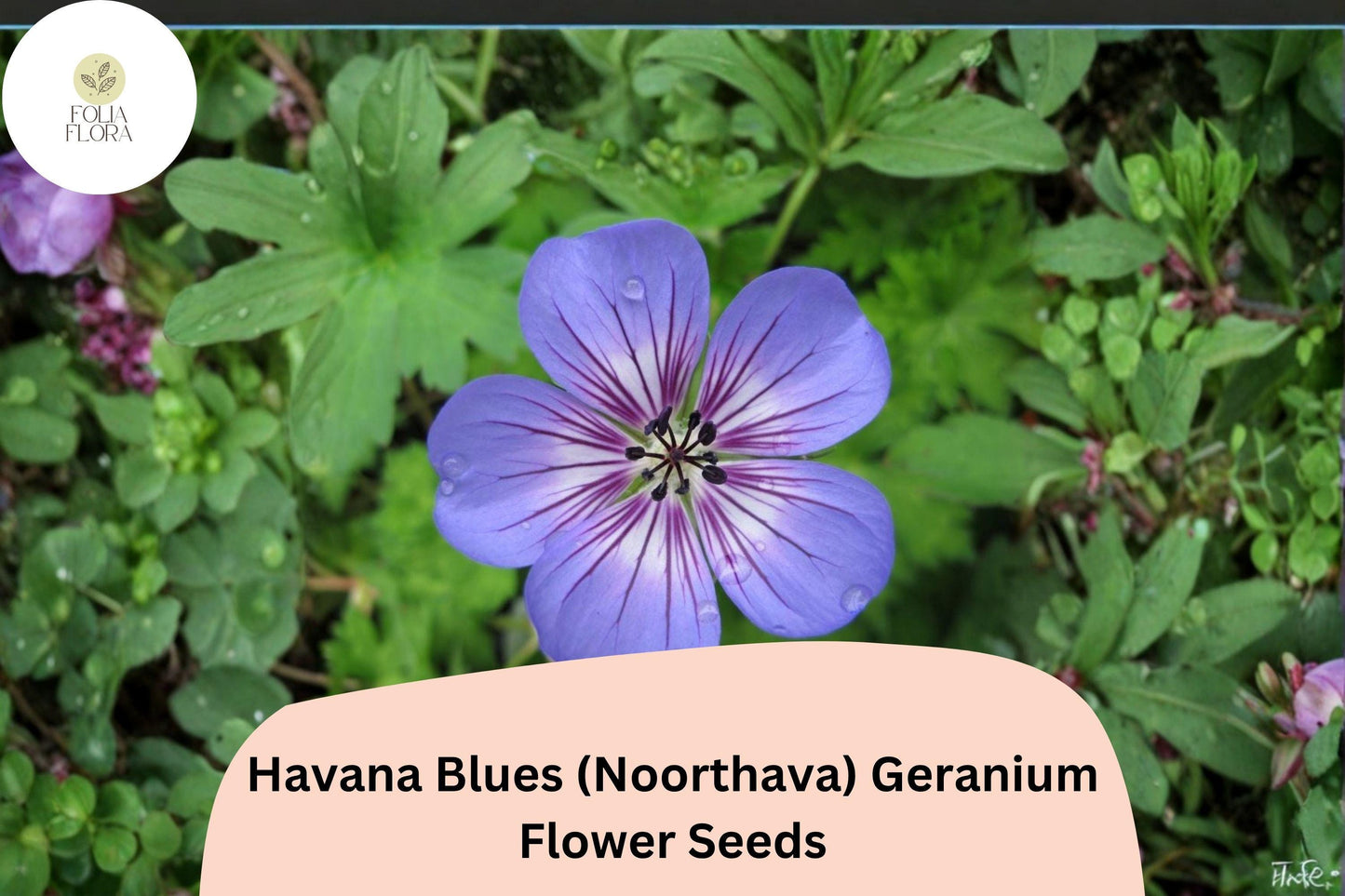 25+ Havana Blues (Noorthava) Geranium Seeds | Purple-Blue Hardy Perennial | Garden Flower Seeds