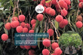1 Lychee (Litchi chinensis) Tropical Live Fruit Tree – 12”-24” Rooted Cutting, Sweet Fragrant Fruit, Rare Exotic Starter Plant
