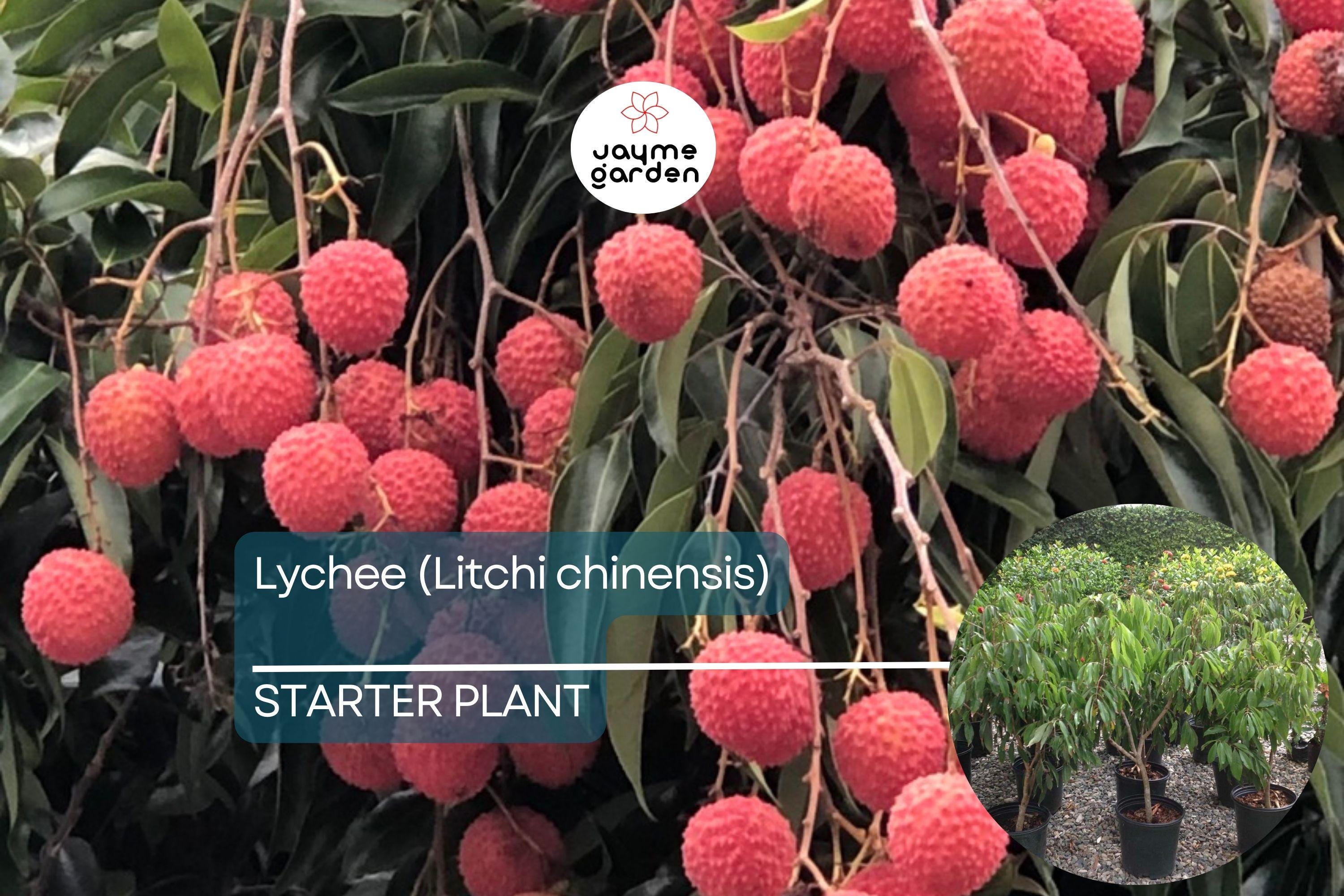 1 Lychee (Litchi chinensis) Tropical Live Fruit Tree – 12”-24” Rooted Cutting, Sweet Fragrant Fruit, Rare Exotic Starter Plant