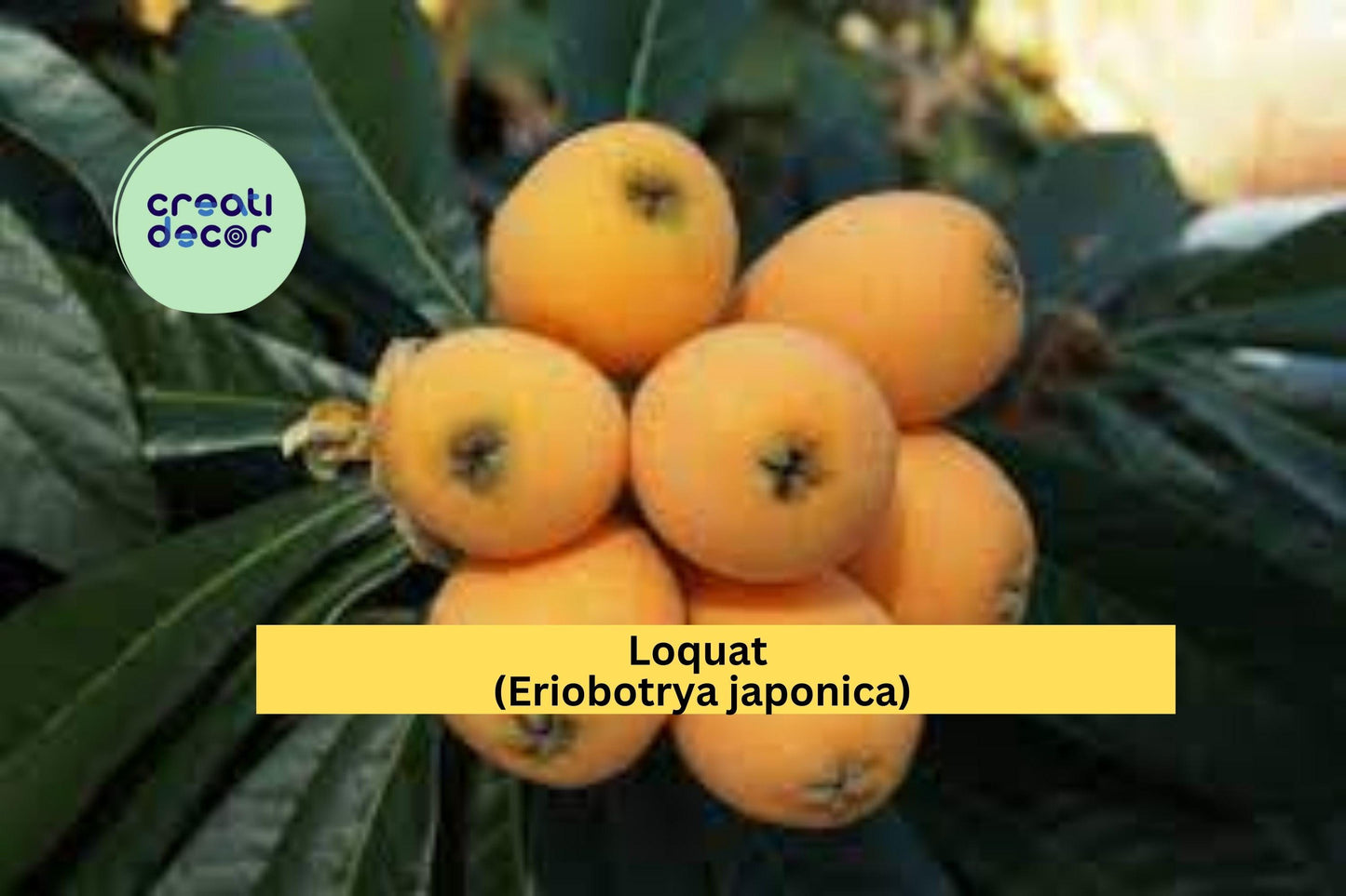 Loquat Tree Scions | 3 Fresh Eriobotrya japonica Cuttings | Live Fruit Tree Wood for Grafting or Rooting Propagation