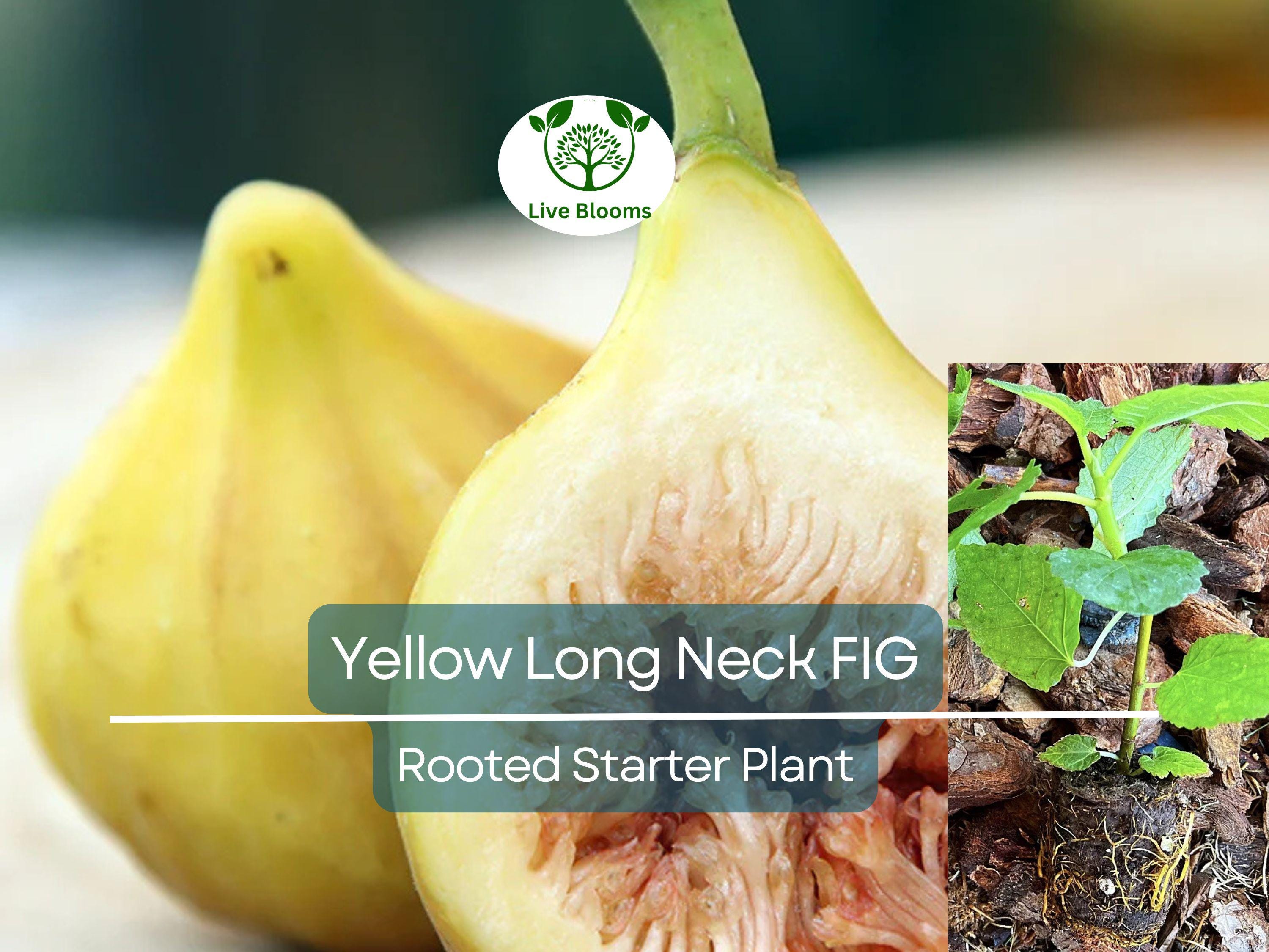 1 Rooted Yellow Long Neck Fig Plant (Ficus auriculata), Rare Fruit Tree, Starter Plant, Easy to Grow, Tropical Fig, for Home Garden & Patios
