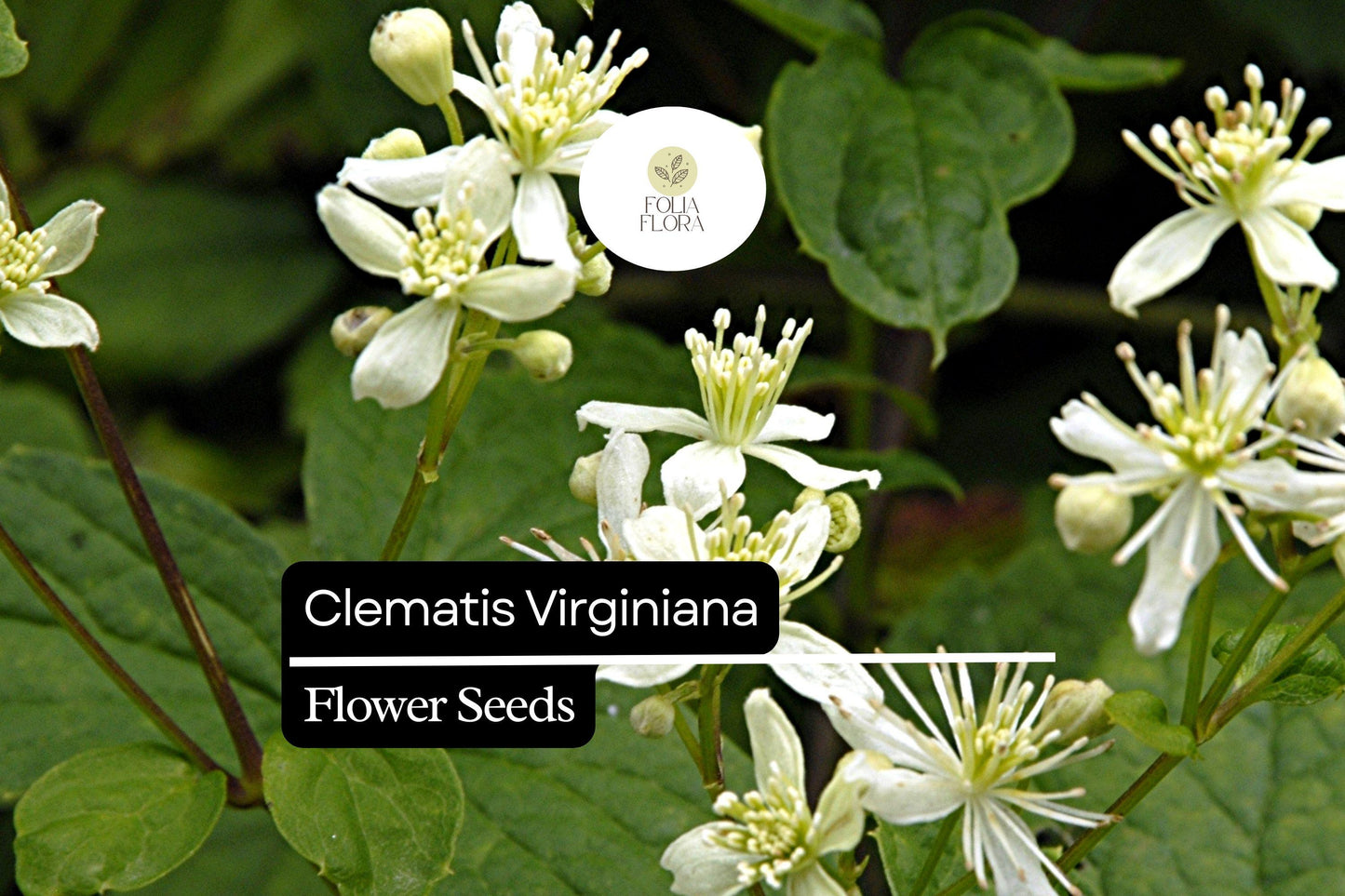 100mg Clematis virginiana Virgin's Bower Seeds - Fragrant Climbing Flowering Vine