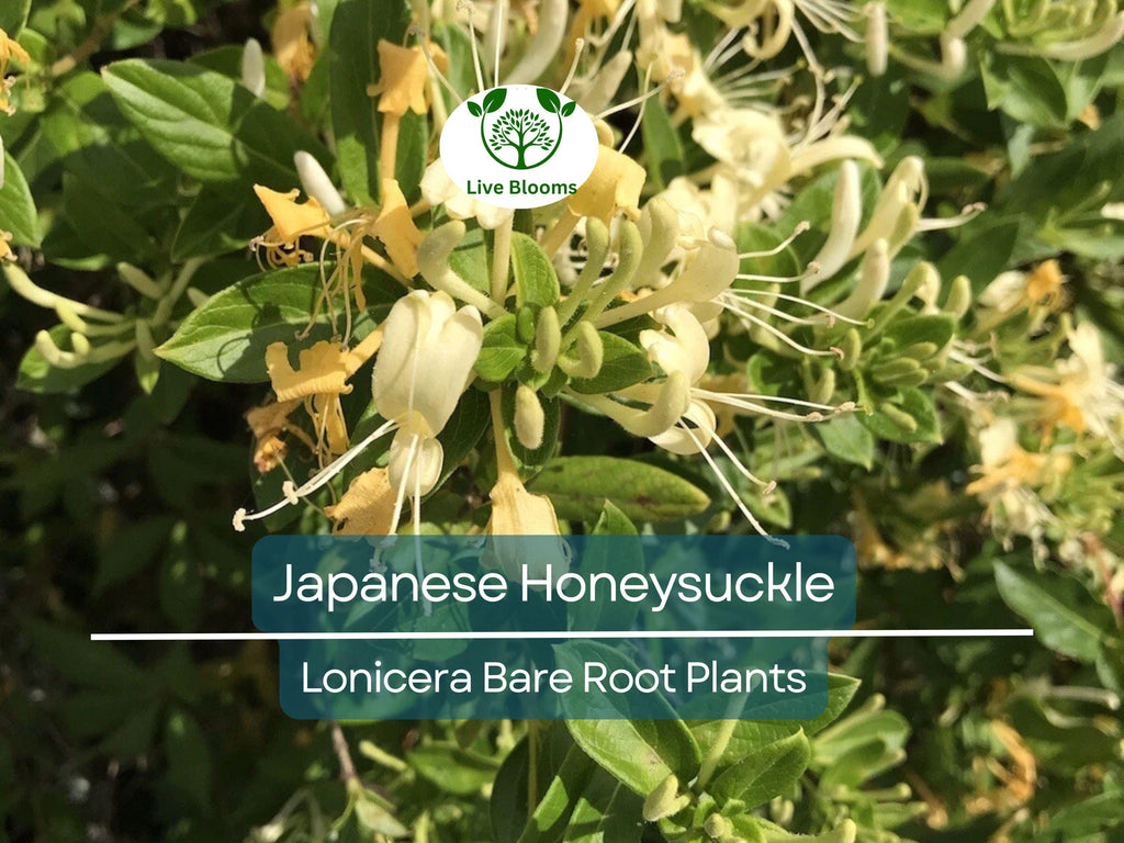 5 Japanese Honeysuckle Vines – Lonicera japonica – Live Bare Root Starter Plants – Fast-Growing & Fragrant Climber