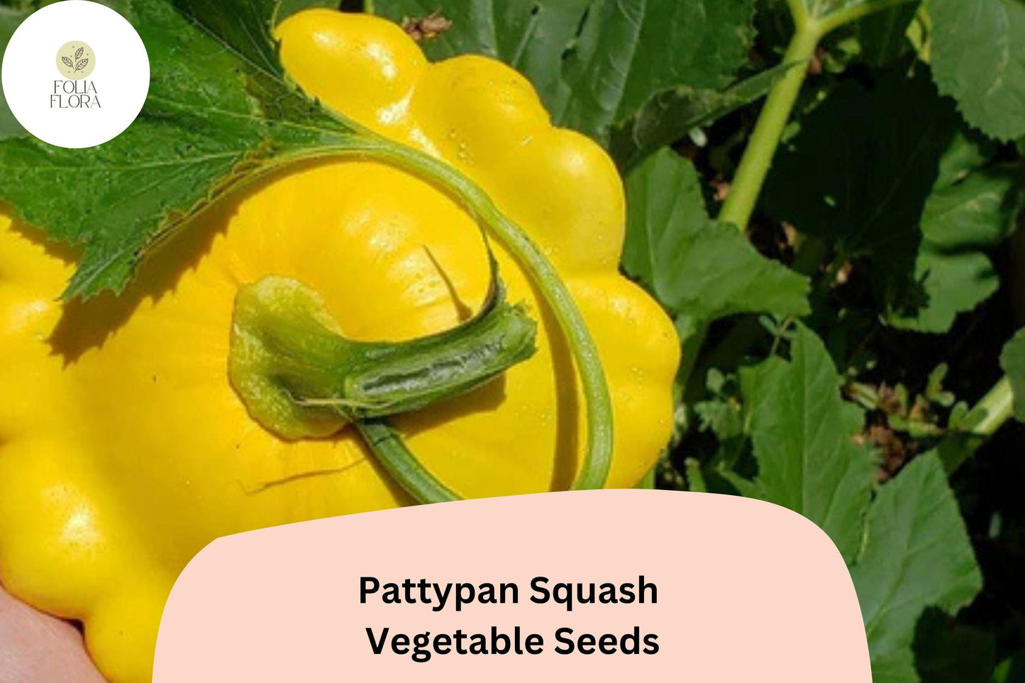 25+ Pattypan Squash Seeds for Planting | Summer Scallop Squash | Easy Heirloom Vegetable Garden Seeds
