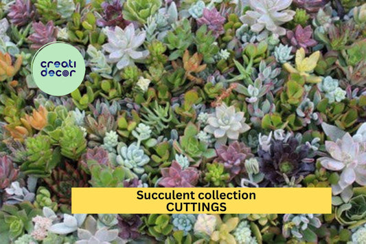30 Unique Succulent Cuttings | JIIMZ Assorted Variety Pack | Colorful Unrooted Collection | DIY Garden, Gift, or Propagation Kit