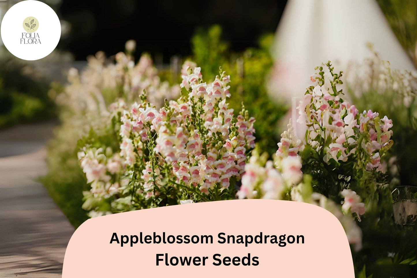 Appleblossom Snapdragon Seeds (Antirrhinum majus) | 1000+ Seeds | Soft Pastel Blooms for Garden & Borders