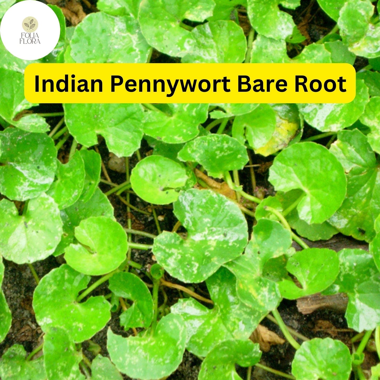 Indian Pennywort (10 Bare Root Live Plants), Centella asiatica, Ready to Plant