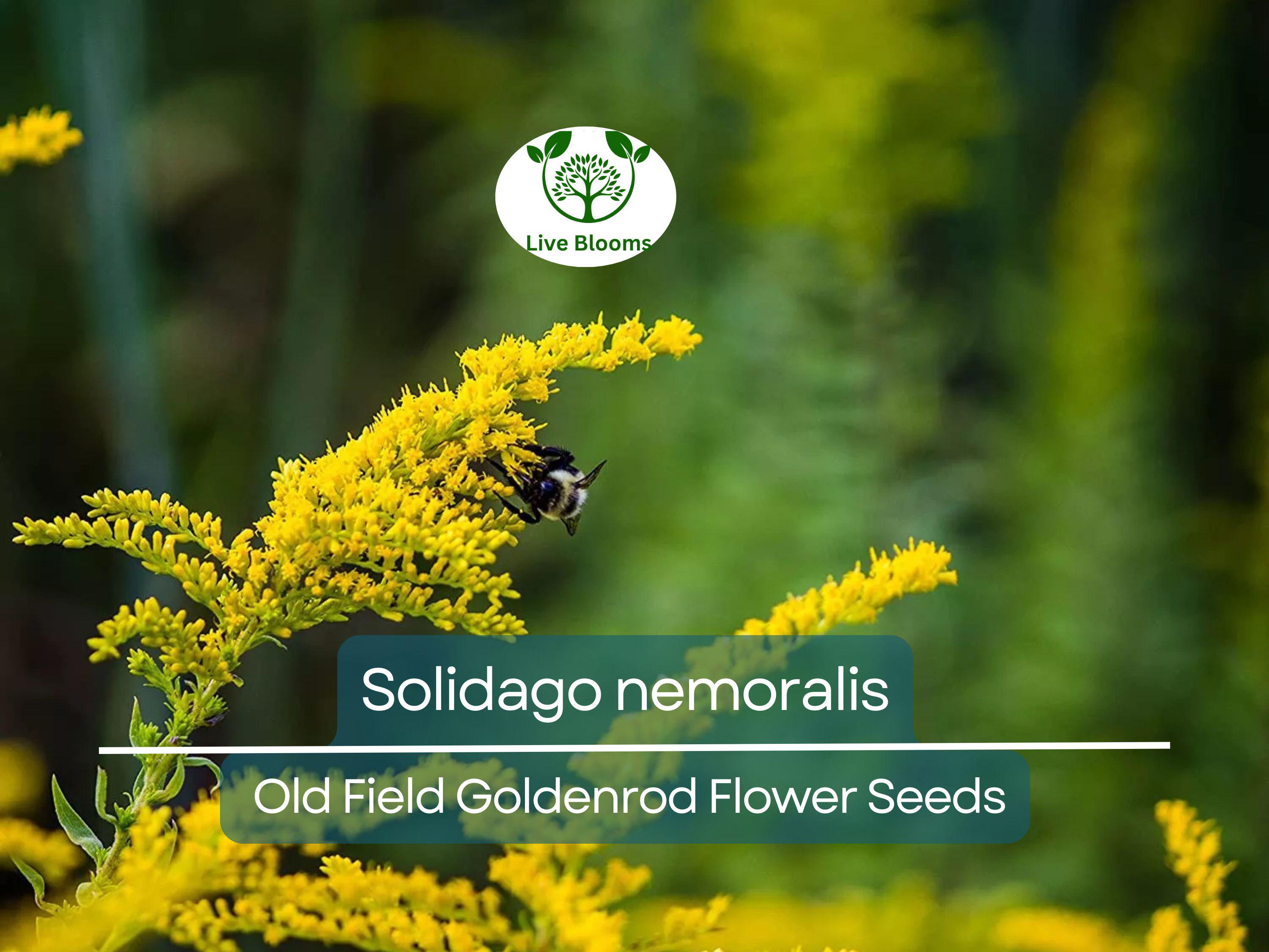500 mg Seeds Solidago nemoralis (Old Field Goldenrod) for Planting, Native Perennial Wildflower for Pollinator Gardens & Natural Landscaping