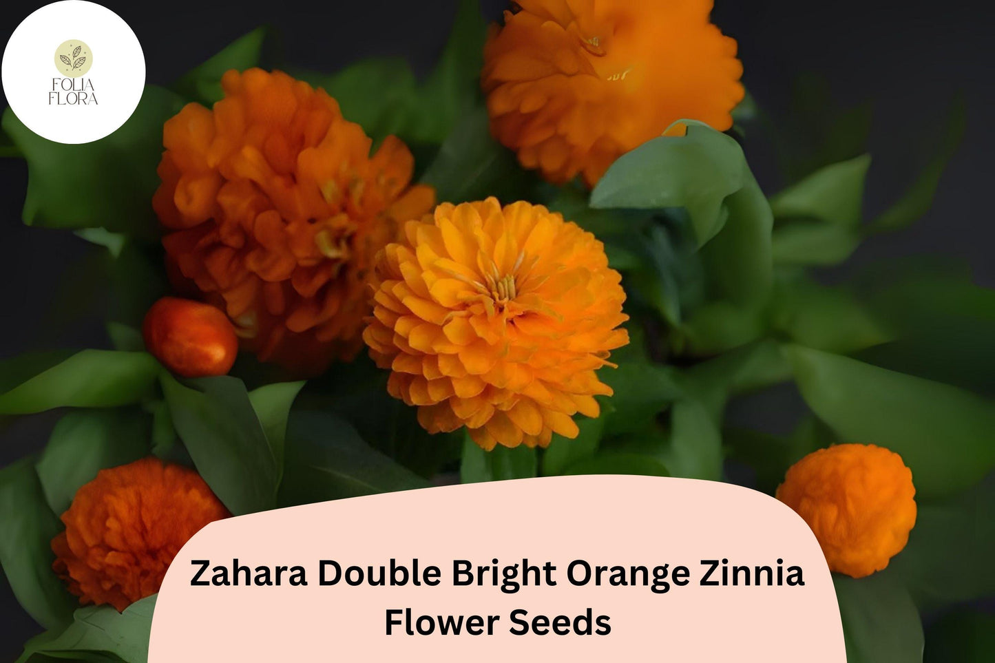 100+ Zahara Double Bright Orange Zinnia Seeds | Vibrant Annual Garden Flowers | Easy to Grow Pollinator-Friendly Blooms