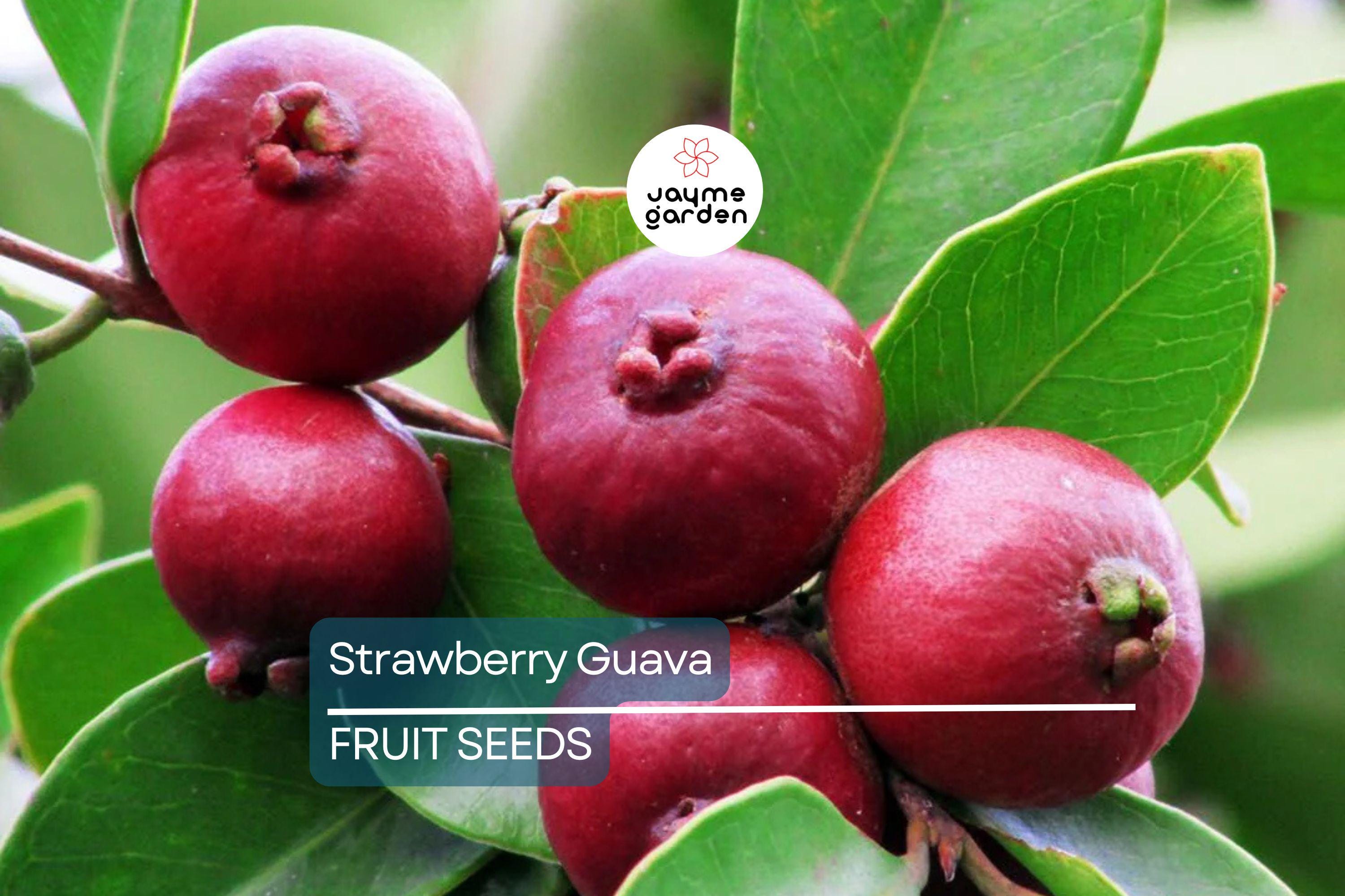 20 Strawberry Guava Seeds (Psidium cattleianum) - Exotic Edible Fruit Tree, Hardy in Zones 9-11