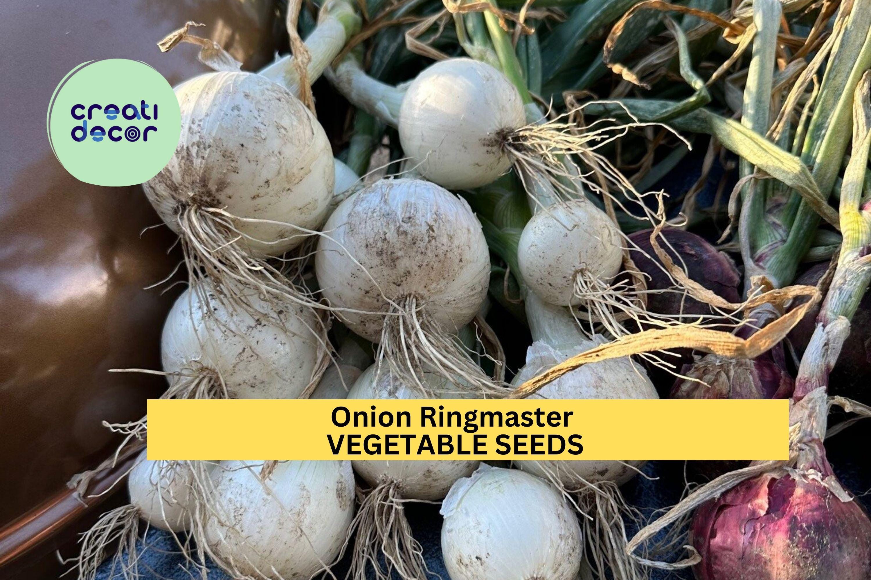 3pcs of 250mg Onion Ringmaster Seeds – Large Sweet White Bulbs – Great for Onion Rings, Sandwiches & Summer Gardens Seeds for Planting