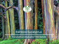 40 Rainbow Eucalyptus Seeds (Eucalyptus deglupta) - Vibrant Colorful Gum Tree, Fast-Growing, Tropical Evergreen, Unique Landscaping Plant