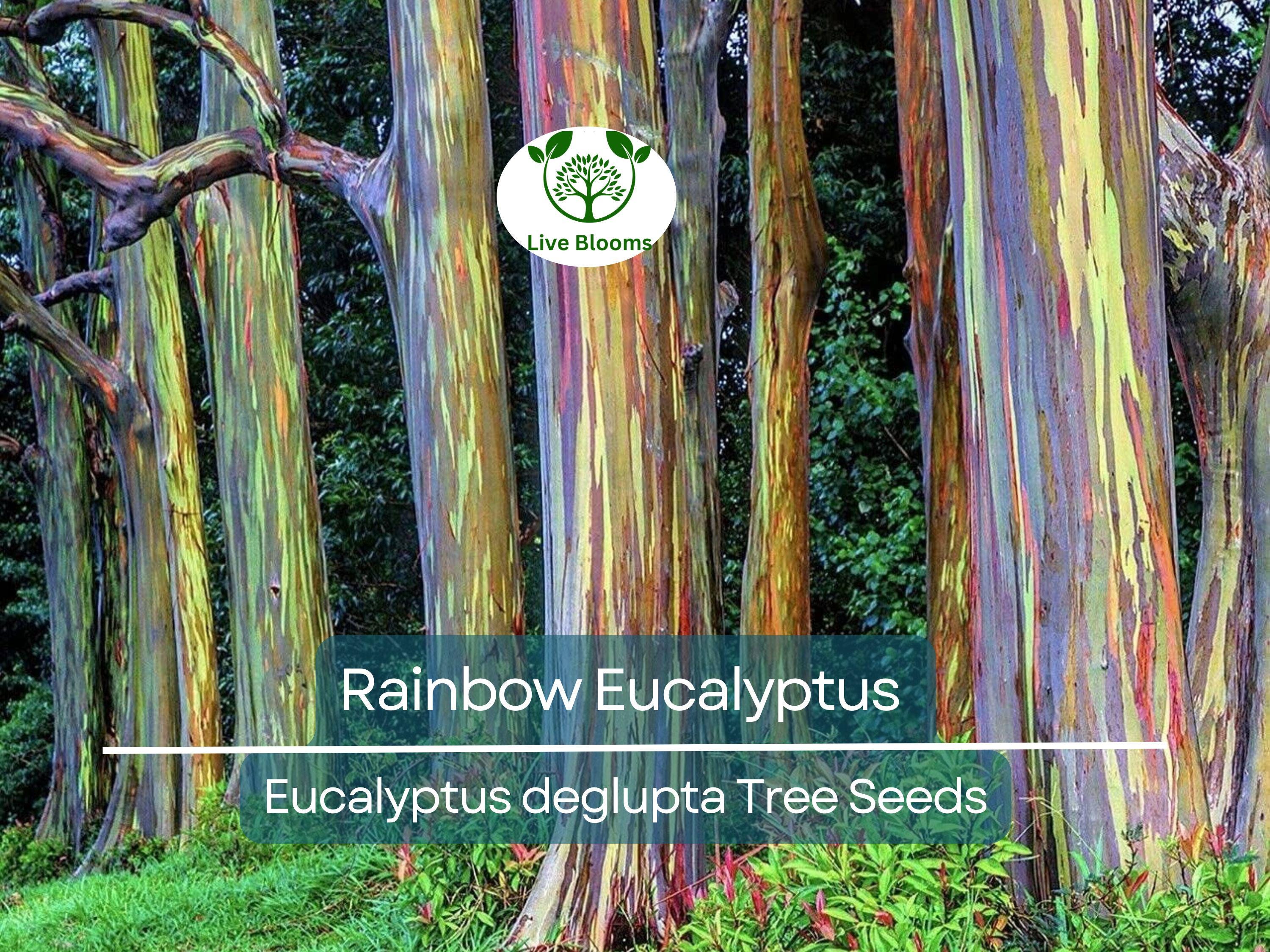 40 Rainbow Eucalyptus Seeds (Eucalyptus deglupta) - Vibrant Colorful Gum Tree, Fast-Growing, Tropical Evergreen, Unique Landscaping Plant