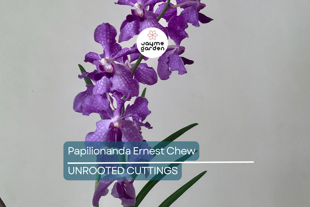 Papilionanda Ernest Chew "Cerulean Treasure" Orchid Flowering Size, Light Blue Blooms