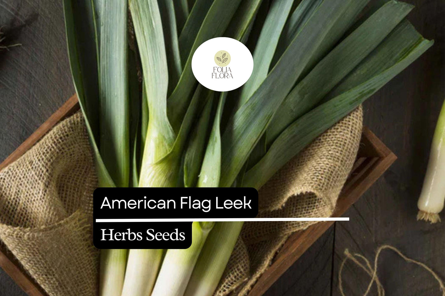 200 American Flag Leek Seeds – Allium ampeloprasum – Heirloom, Cold-Hardy, Perfect for Soups