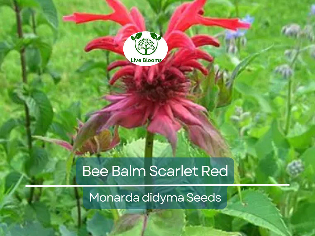 20 Bee Balm Scarlet Red Seeds | Monarda Didyma, Perennial, Hummingbird-Friendly, Non-GMO, Vibrant Red Blooms for Garden