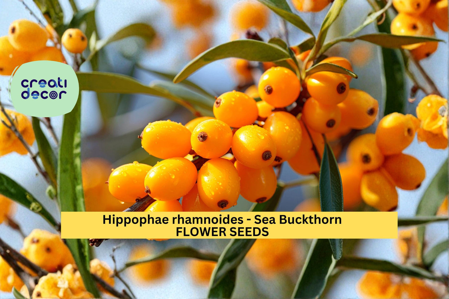 Sea Buckthorn Seeds Hippophae rhamnoides 20 Count Hardy Berry Shrub Seeds Cold Tolerant Landscape Plant
