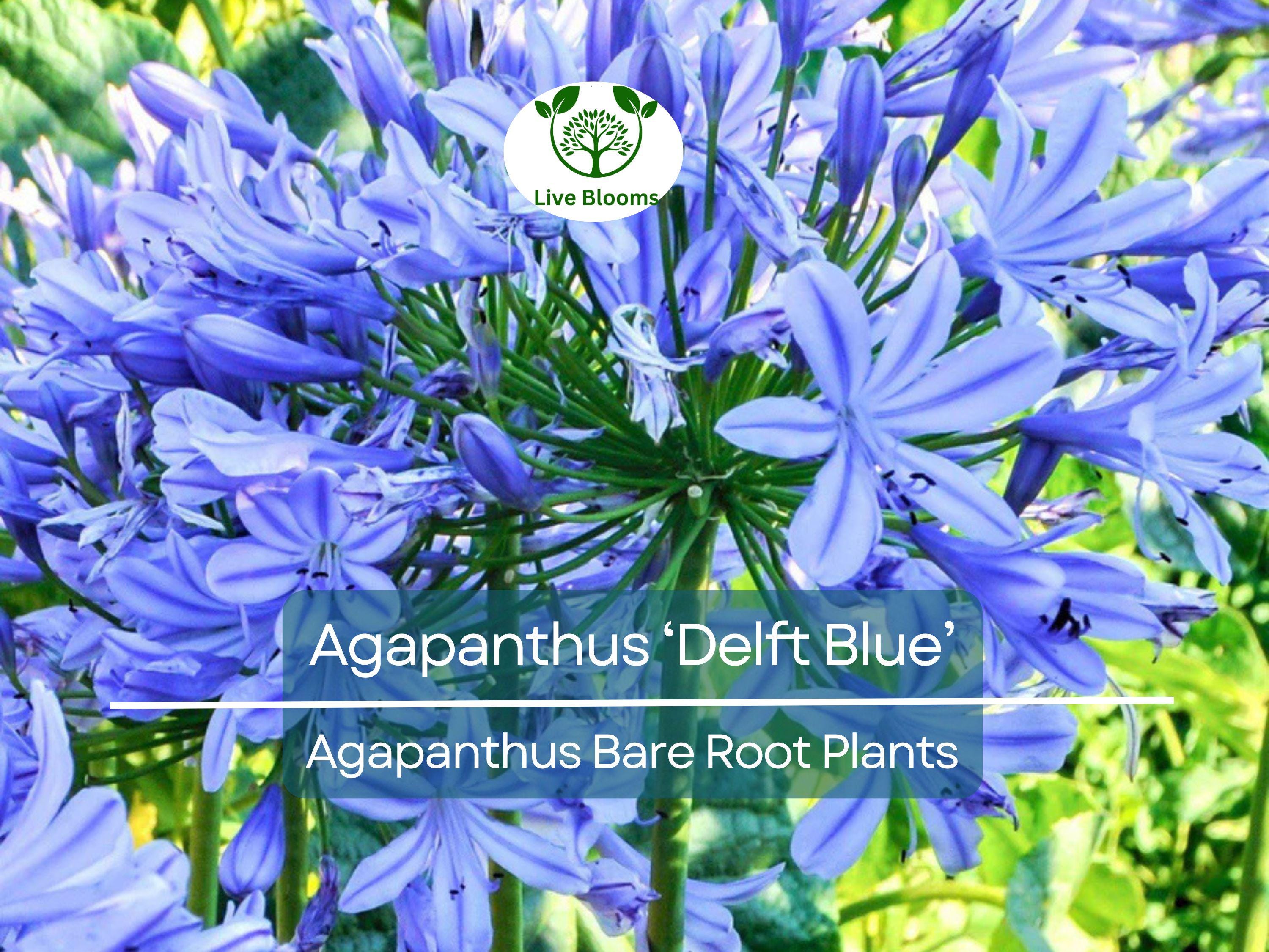 1 Agapanthus ‘Delft Blue’ – Bare Root Plant – Summer-Blooming Lily of the Nile – Showy Blue Flowers – Pollinator-Friendly