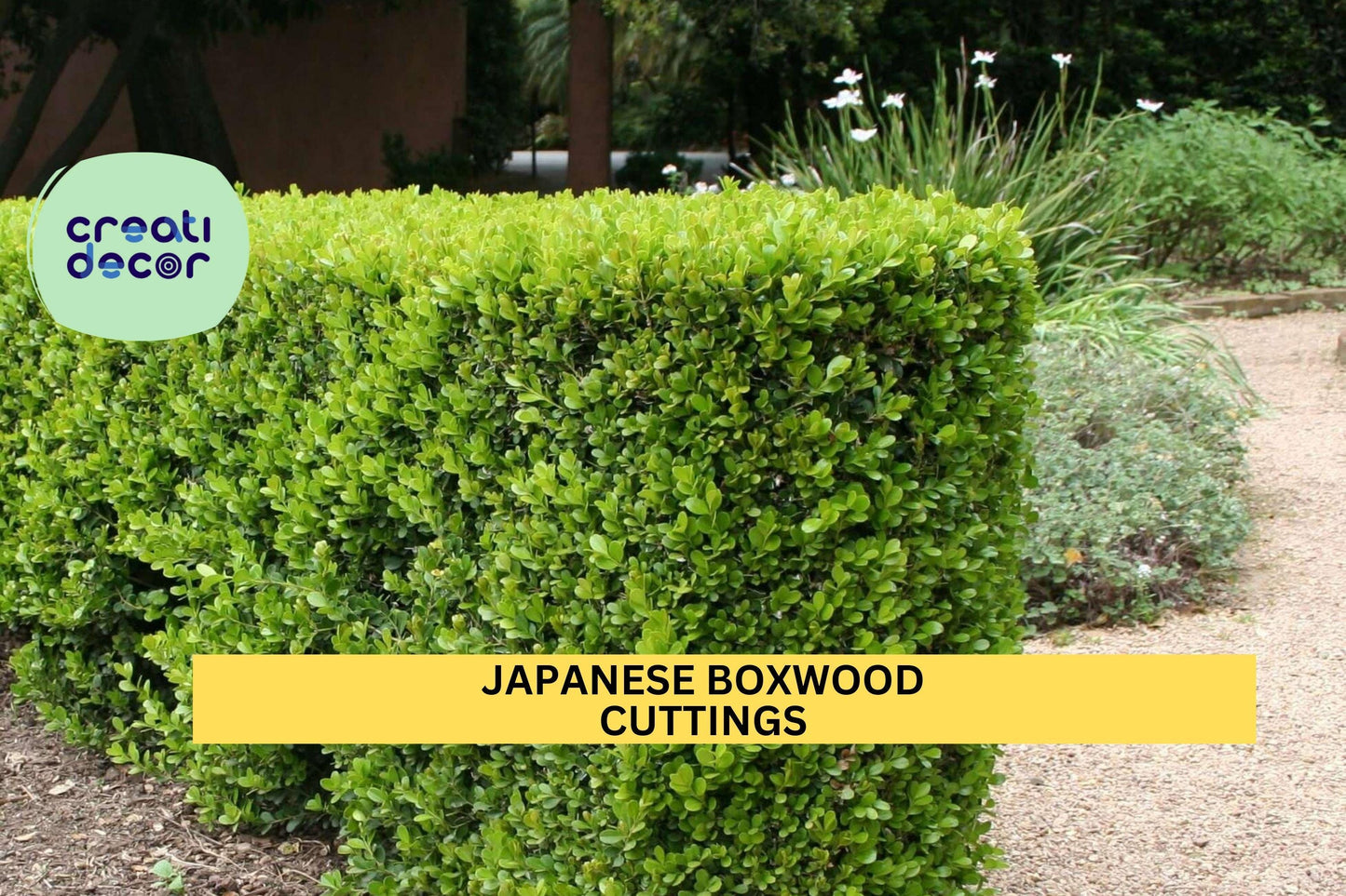 12 Japanese Boxwood Cuttings | Unrooted Buxus Microphylla Stems | Shrub Hedge Starter | Evergreen Privacy Plant