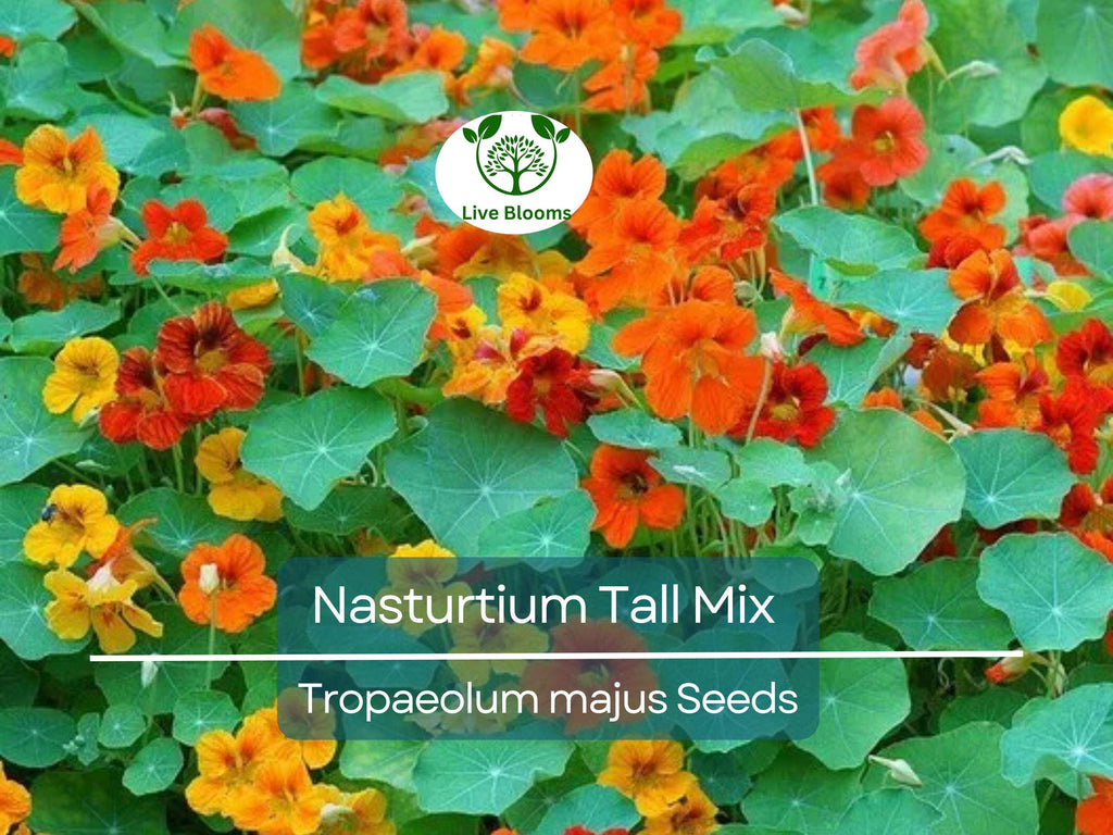 25 Seeds Nasturtium Tall Mix, Mixed Colors Edible Flowers, Heirloom Non-GMO, Vibrant Blooms, Perfect for Gardens & Culinary Use