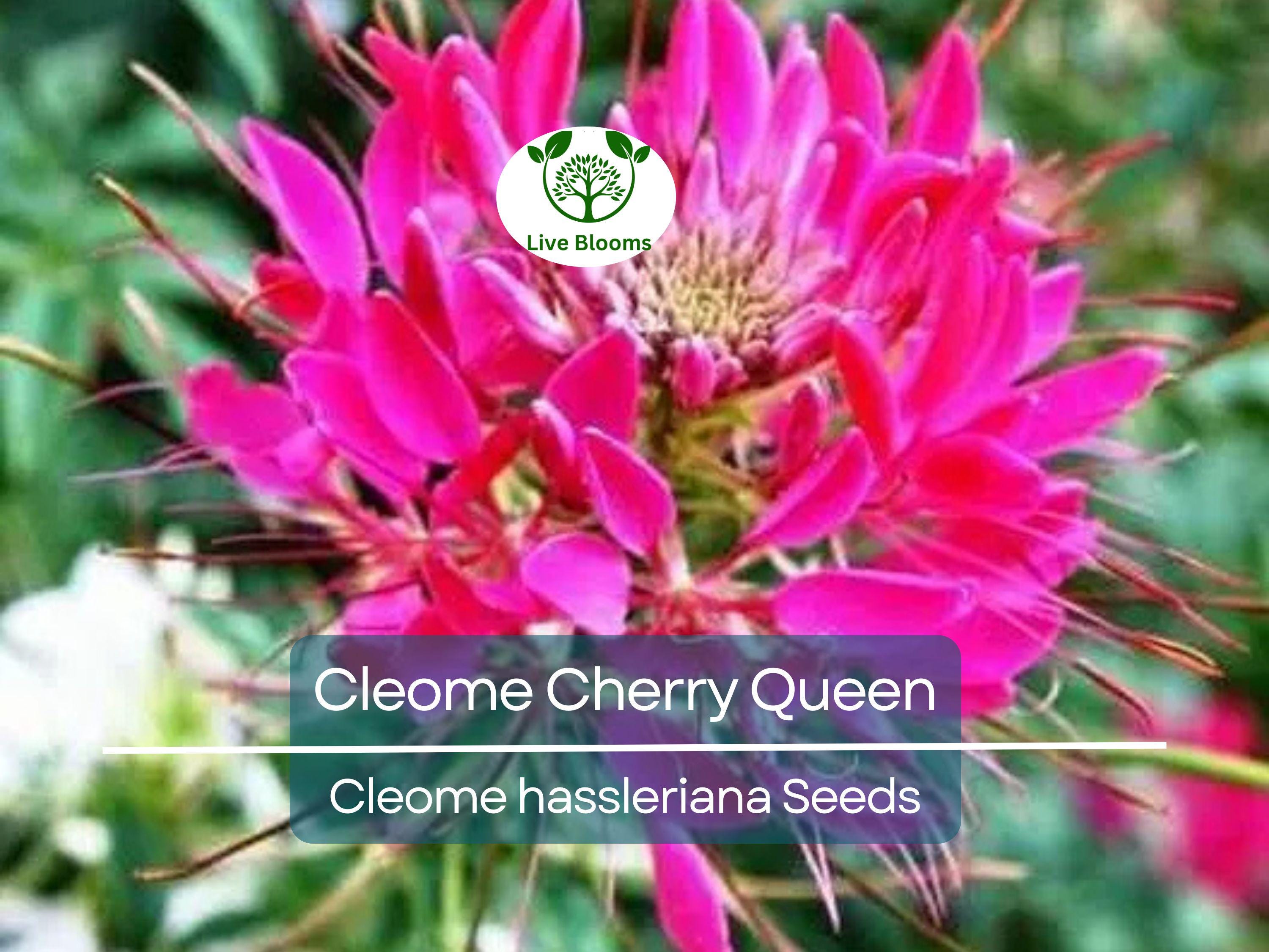200 Seeds Cleome Cherry Queen, Spider Plant, Attracts Butterflies & Bees, Non-GMO, Vibrant Pink Flowers, Cleome hassleriana