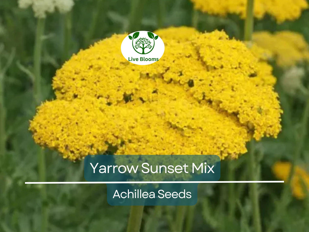 1500 Seeds Yarrow Sunset Mix, Perennial Gold & Red Flowers, Pollinators, Non-GMO, Achillea millefolium, Drought-Tolerant, Garden Plants