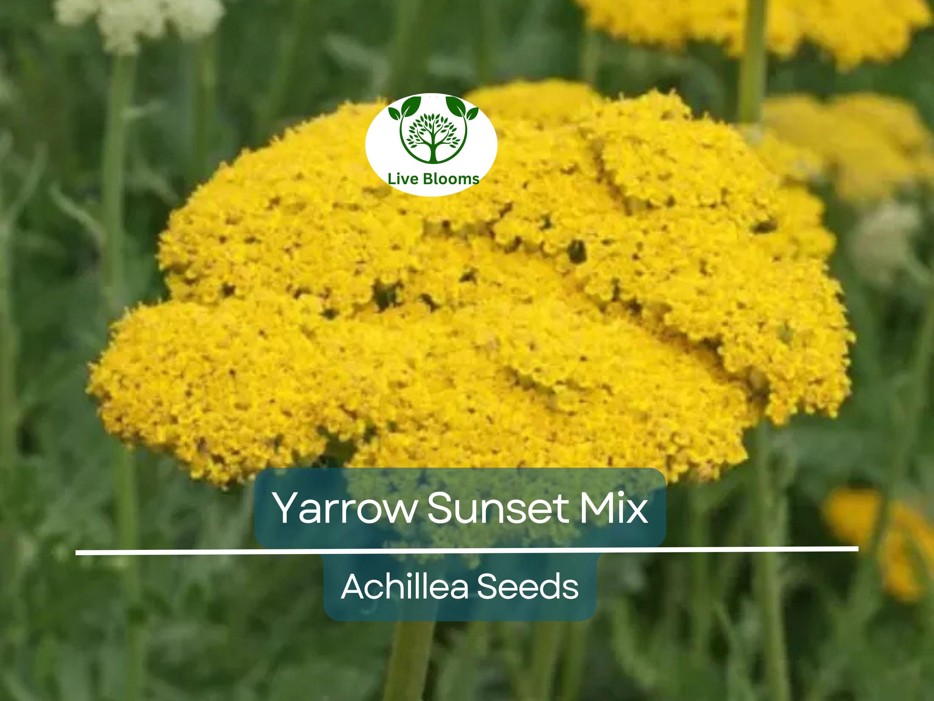 1500 Seeds Yarrow Sunset Mix, Perennial Gold & Red Flowers, Pollinators, Non-GMO, Achillea millefolium, Drought-Tolerant, Garden Plants